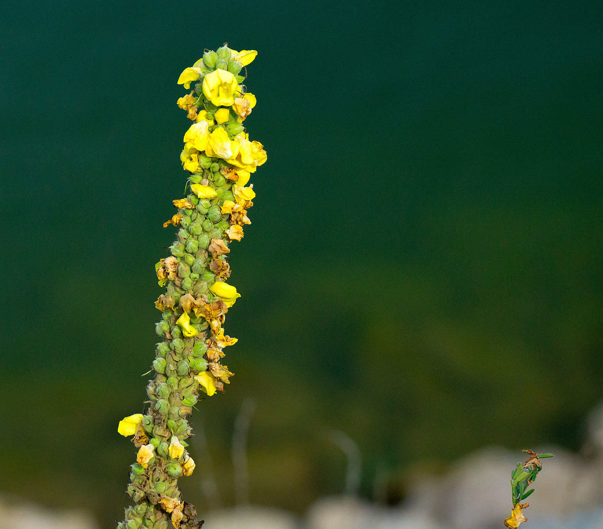 Tamron SP 70-300mm F4-5.6 Di USD sample photo. *** photography