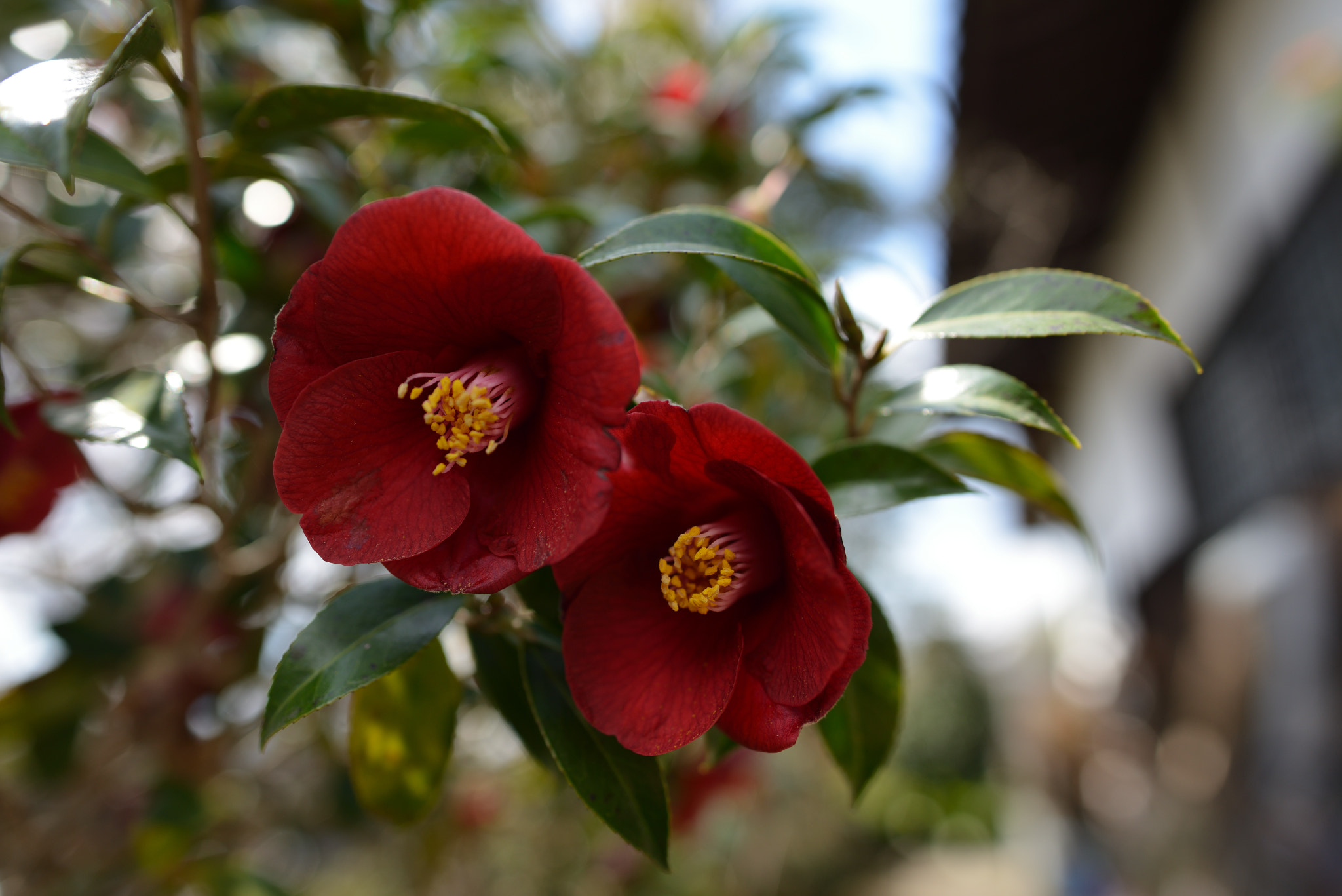 Nikon D800 + Nikon AF-S Nikkor 24mm F1.8G ED sample photo. Camellia japonica photography
