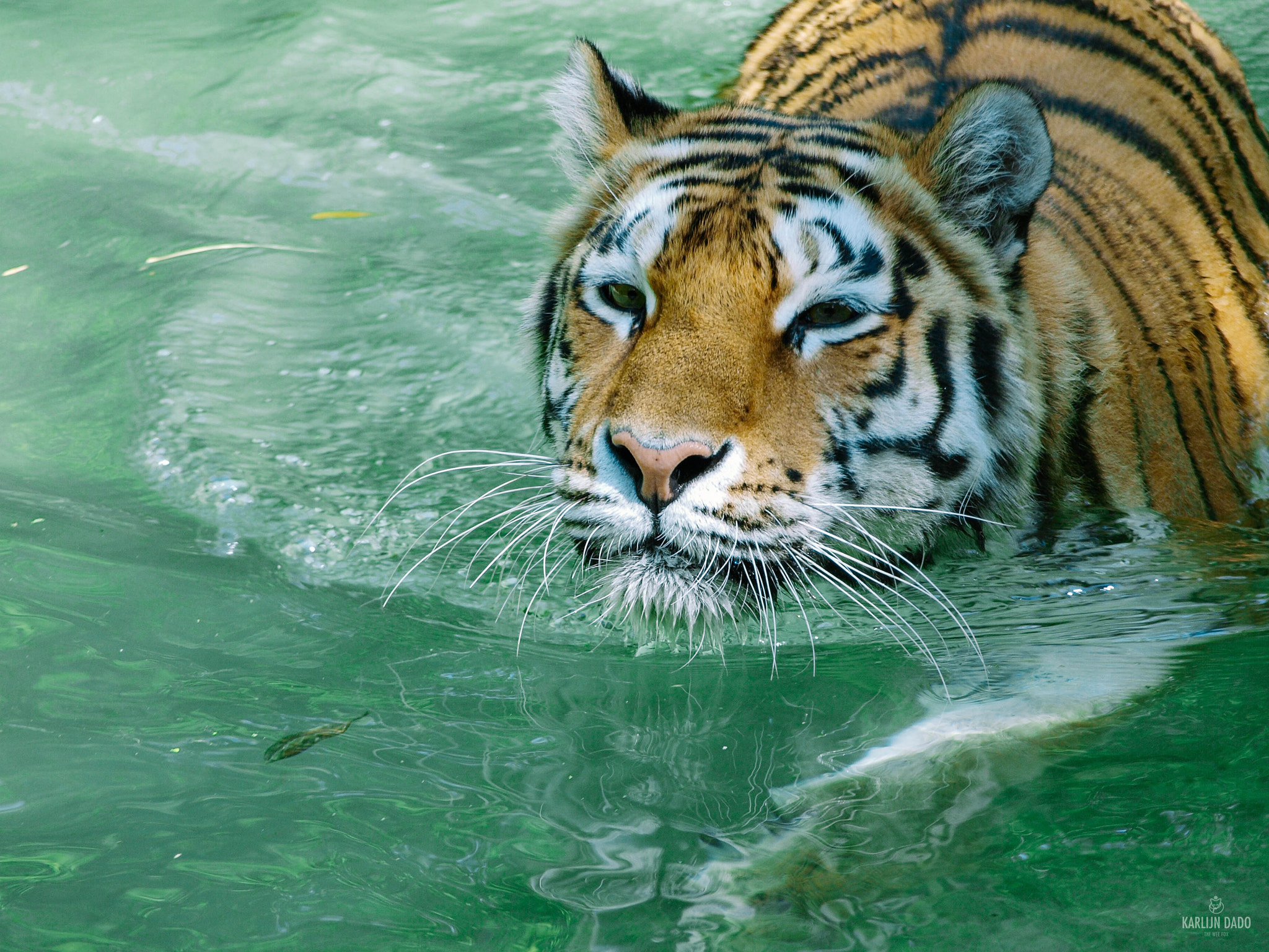 Olympus E-450 (EVOLT E-450) sample photo. Tiger @ parco natura viva. photography
