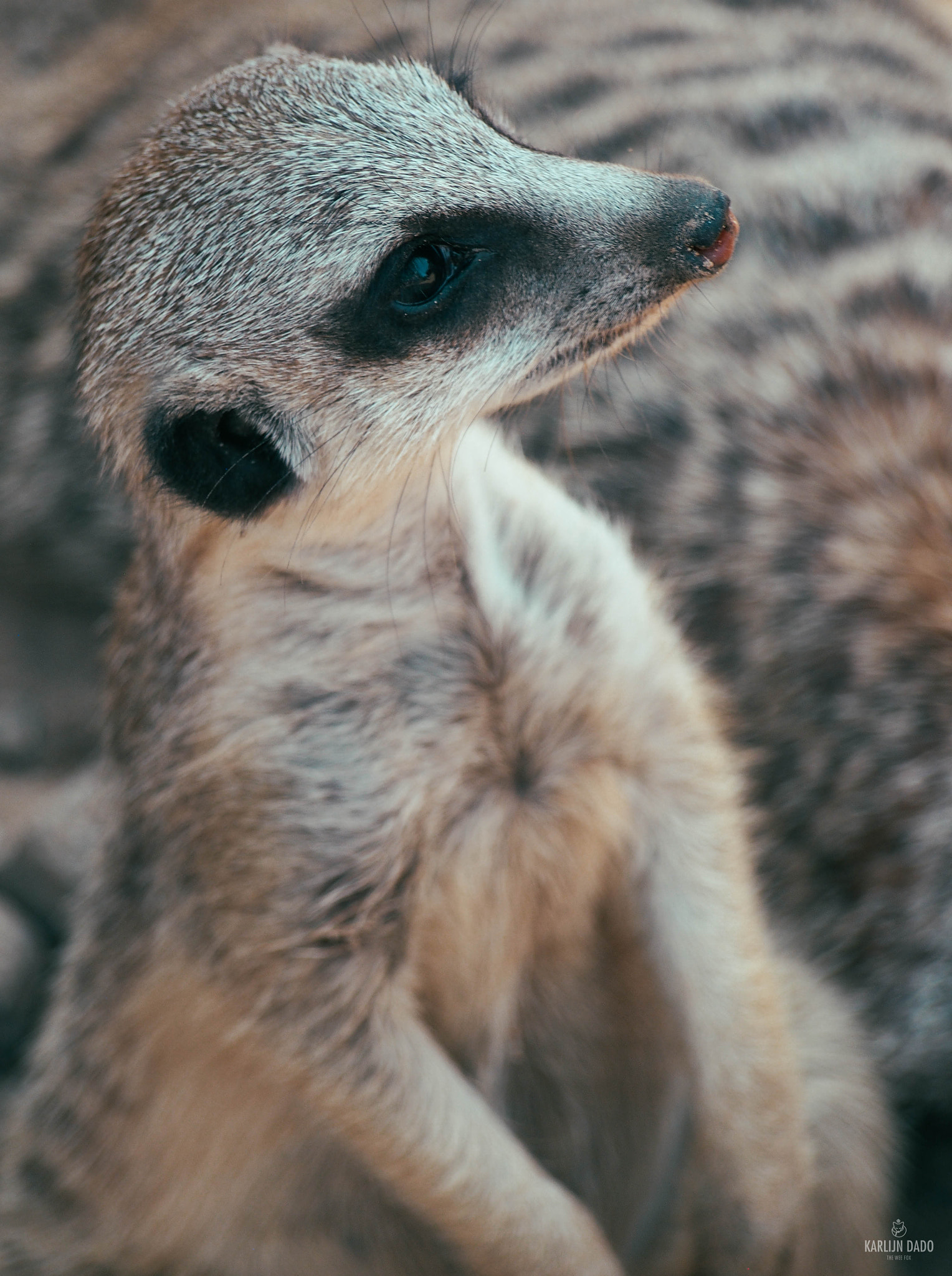 Olympus PEN E-PL5 sample photo. Meerkat @ gaiazoo. photography