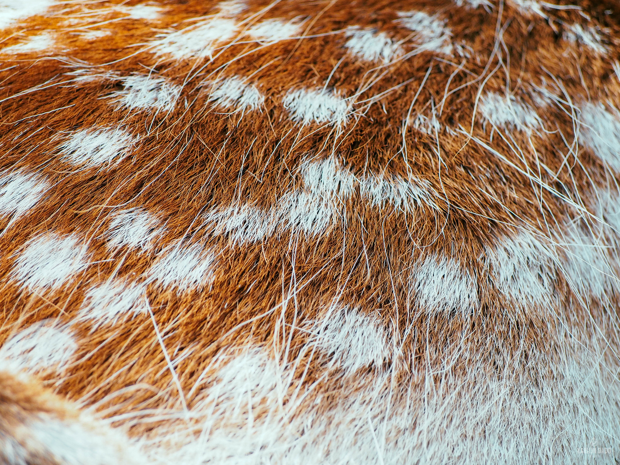 Olympus PEN E-PL5 sample photo. Deer texture. photography