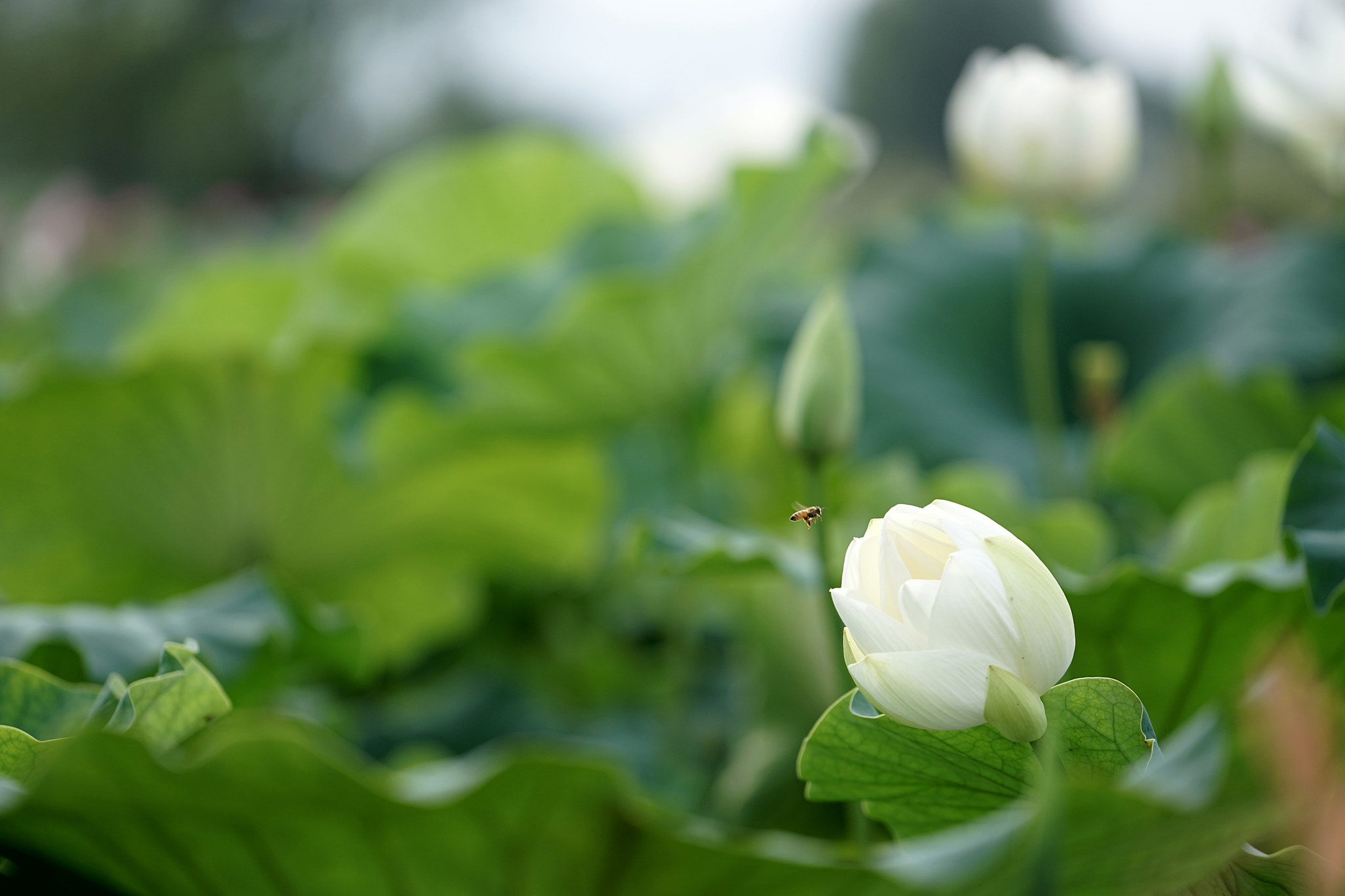 Sony FE 70-200mm F4 G OSS sample photo. Target is identified. approaching!! photography