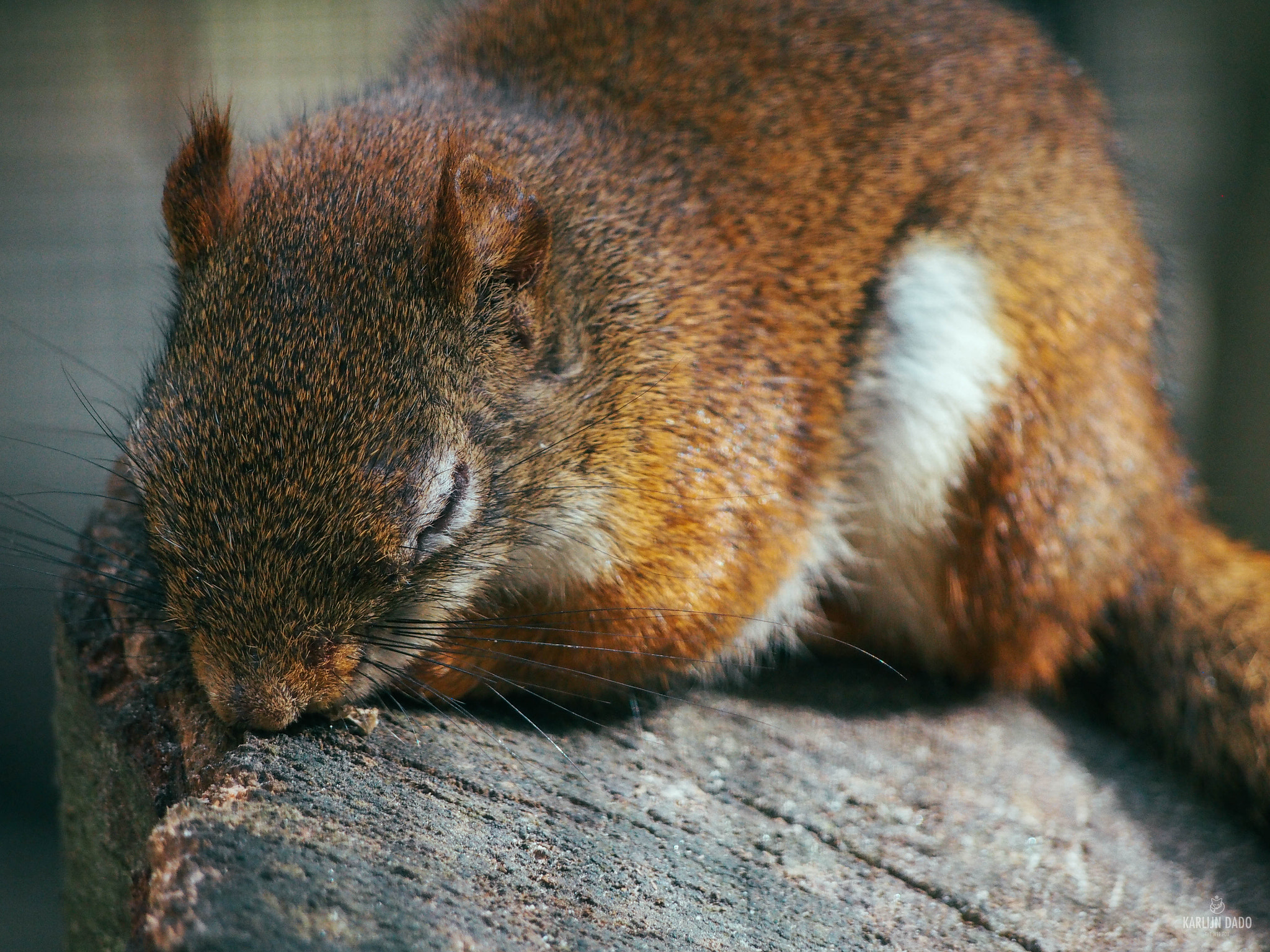Olympus PEN E-PL5 sample photo. Sleepy. photography
