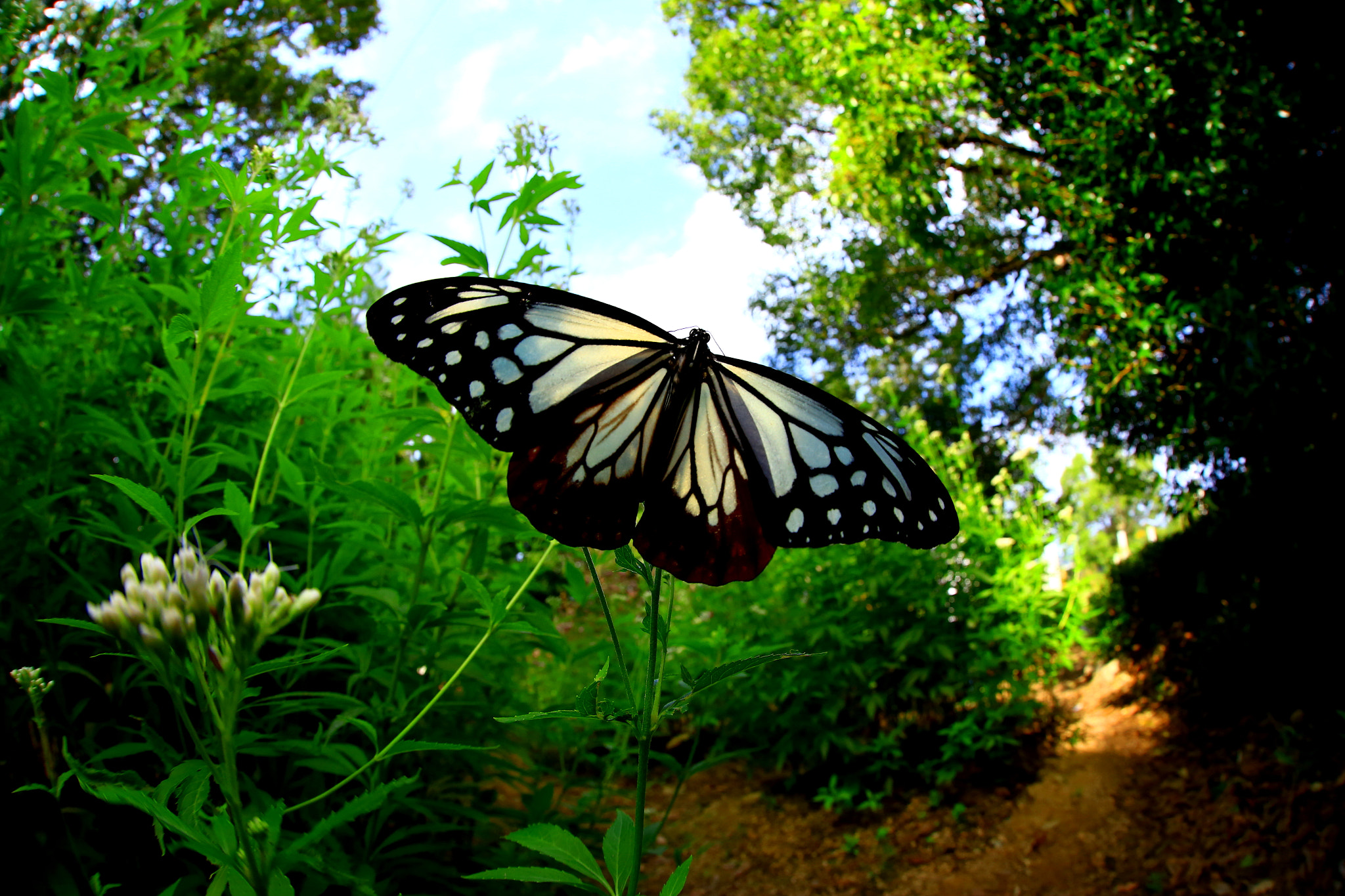 Canon EF 8-15mm F4L Fisheye USM sample photo. Beauty butterfly photography