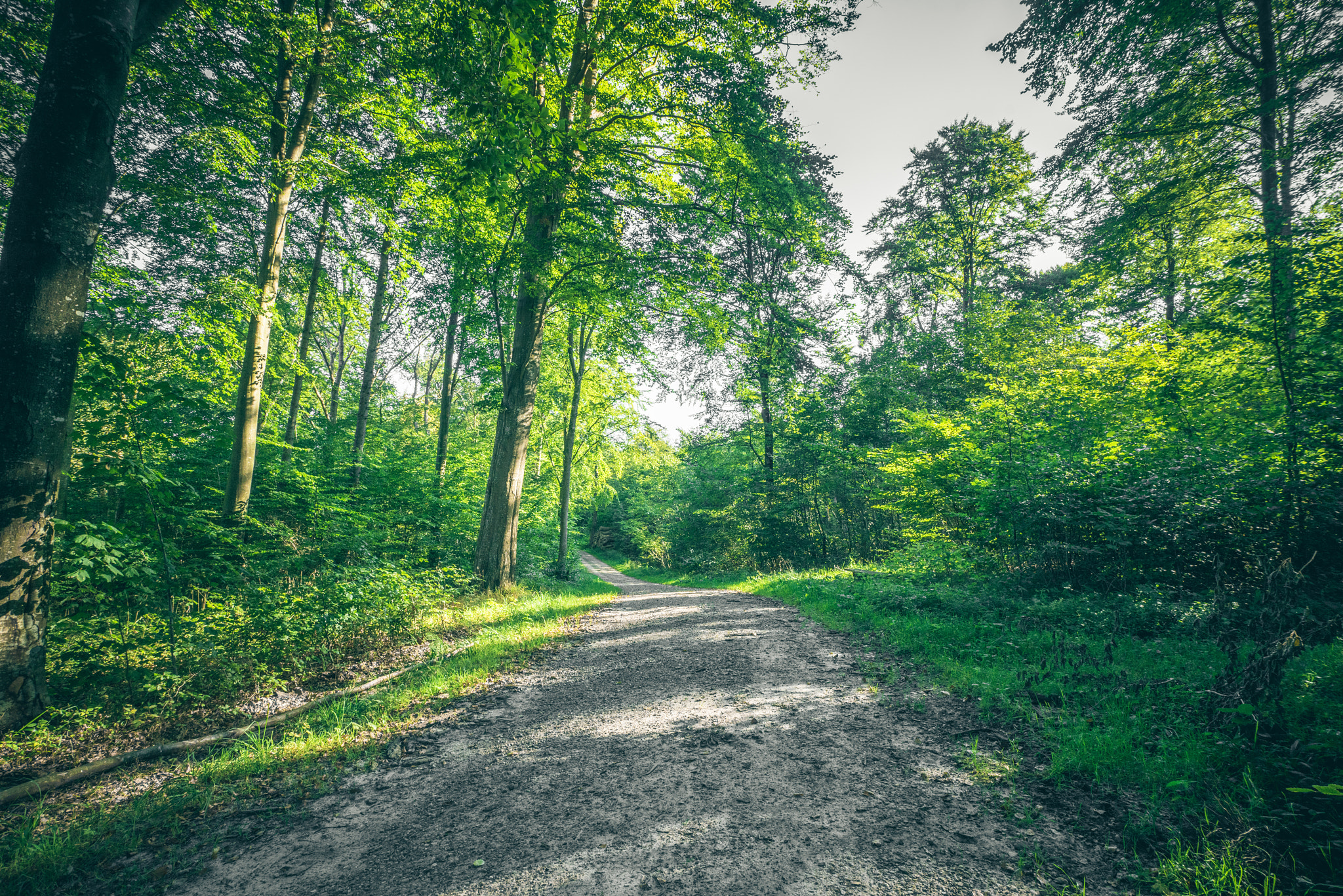 Sony a7R + Sony Vario-Sonnar T* 16-35mm F2.8 ZA SSM sample photo. Dirt trail going through a green forest photography