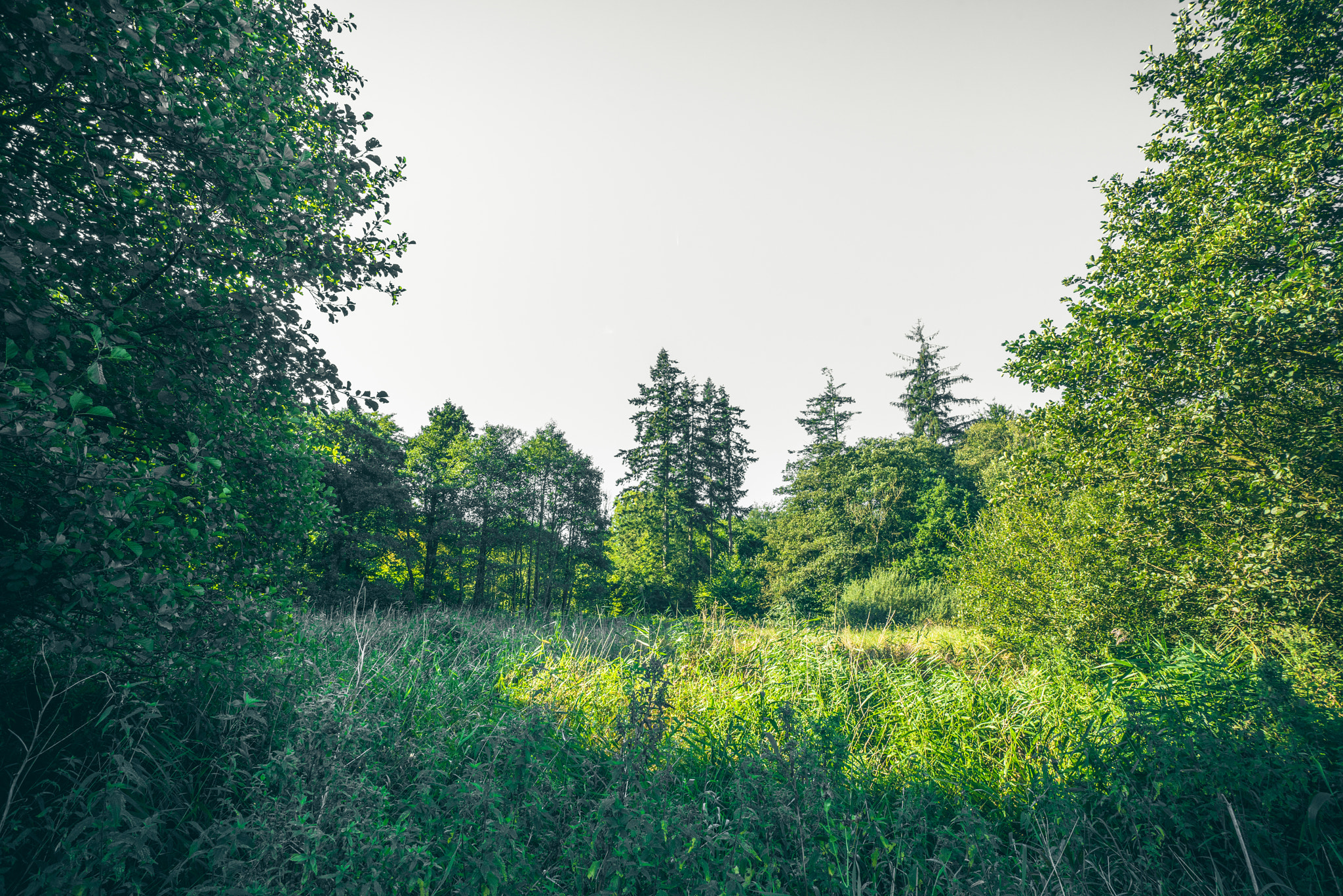 Sony a7R + Sony Vario-Sonnar T* 16-35mm F2.8 ZA SSM sample photo. Green trees in the spring in a forest photography