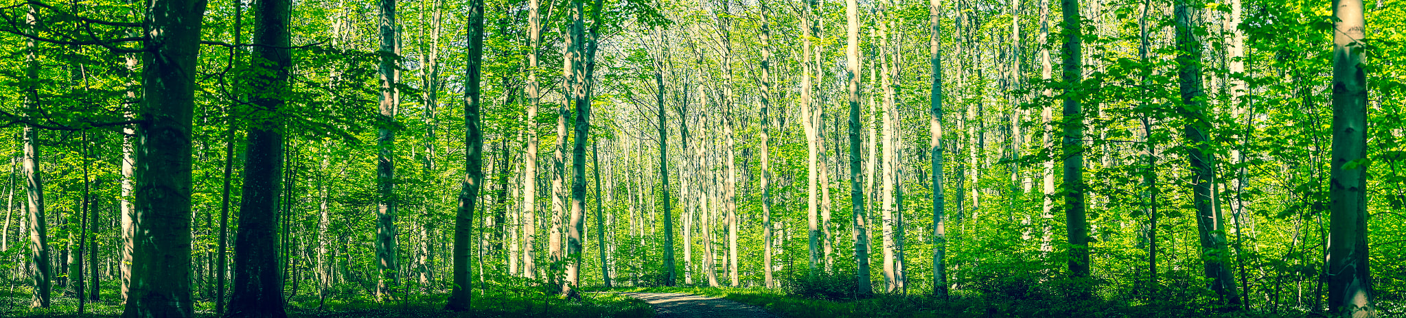 Sony a7R + Minolta AF 50mm F1.4 [New] sample photo. Danish forest with green trees photography