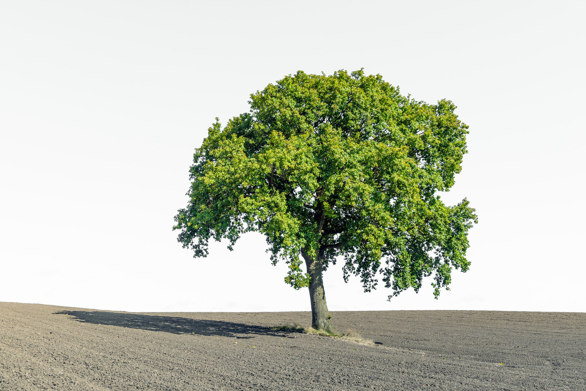 Sony a7R + Sony Vario-Sonnar T* 16-35mm F2.8 ZA SSM sample photo. Lonely green tree on a dry field photography