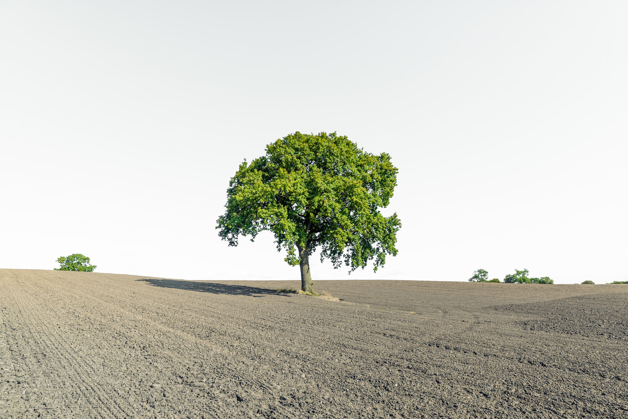 Sony a7R + Sony Vario-Sonnar T* 16-35mm F2.8 ZA SSM sample photo. Dry field with a lonely green tree photography