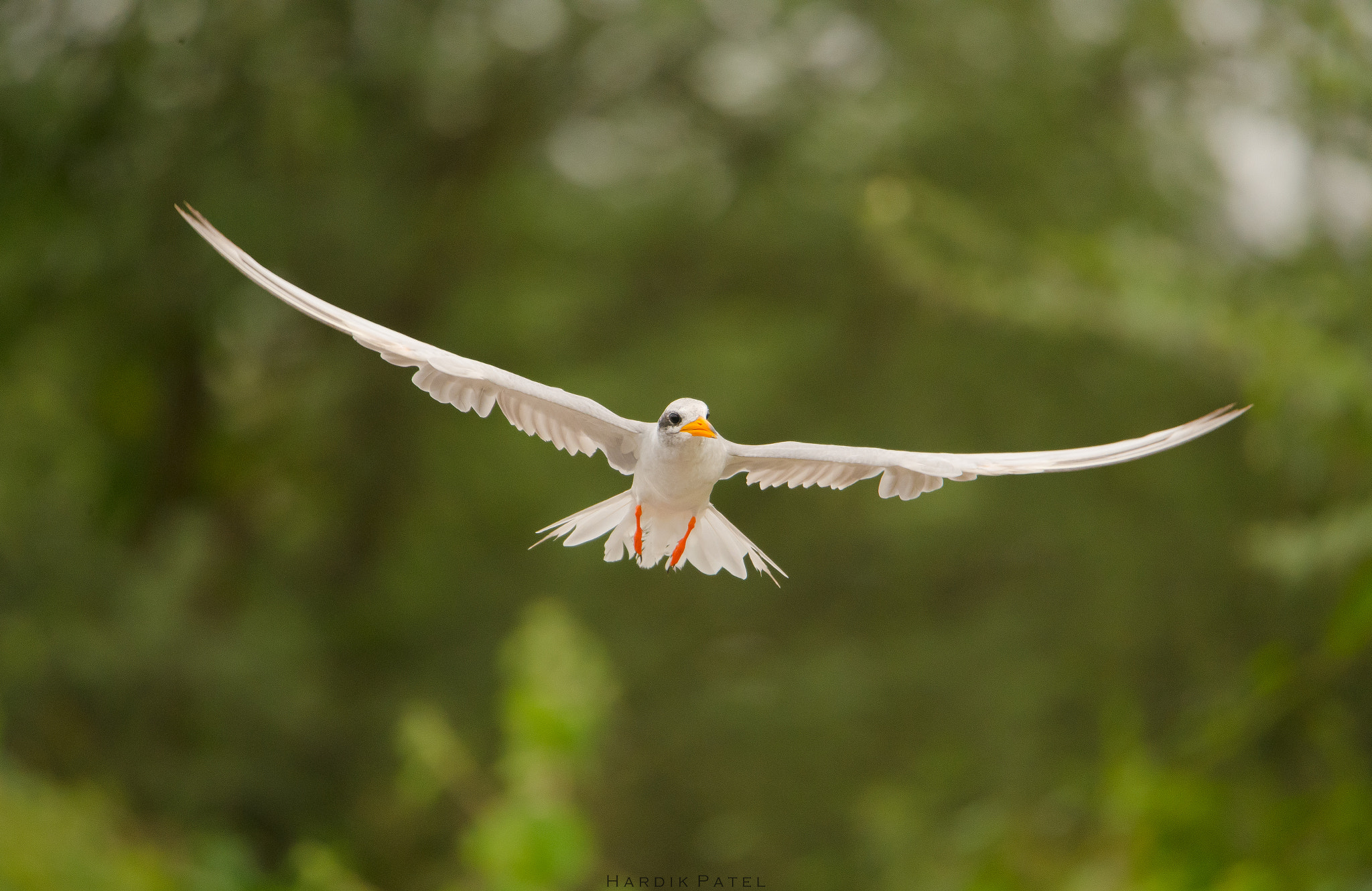 Nikon D5 sample photo. Beautiful flight photography