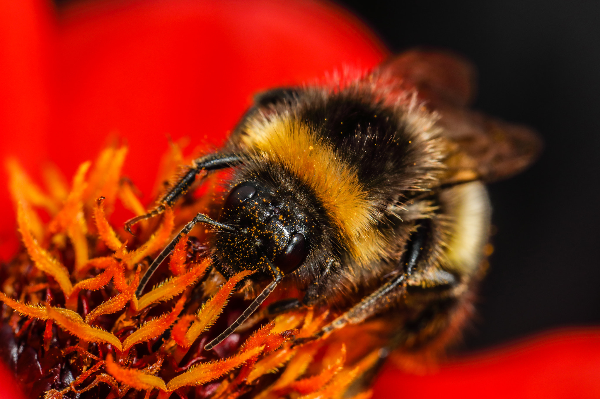 Canon EF 100mm F2.8L Macro IS USM sample photo. Covered in pollen photography