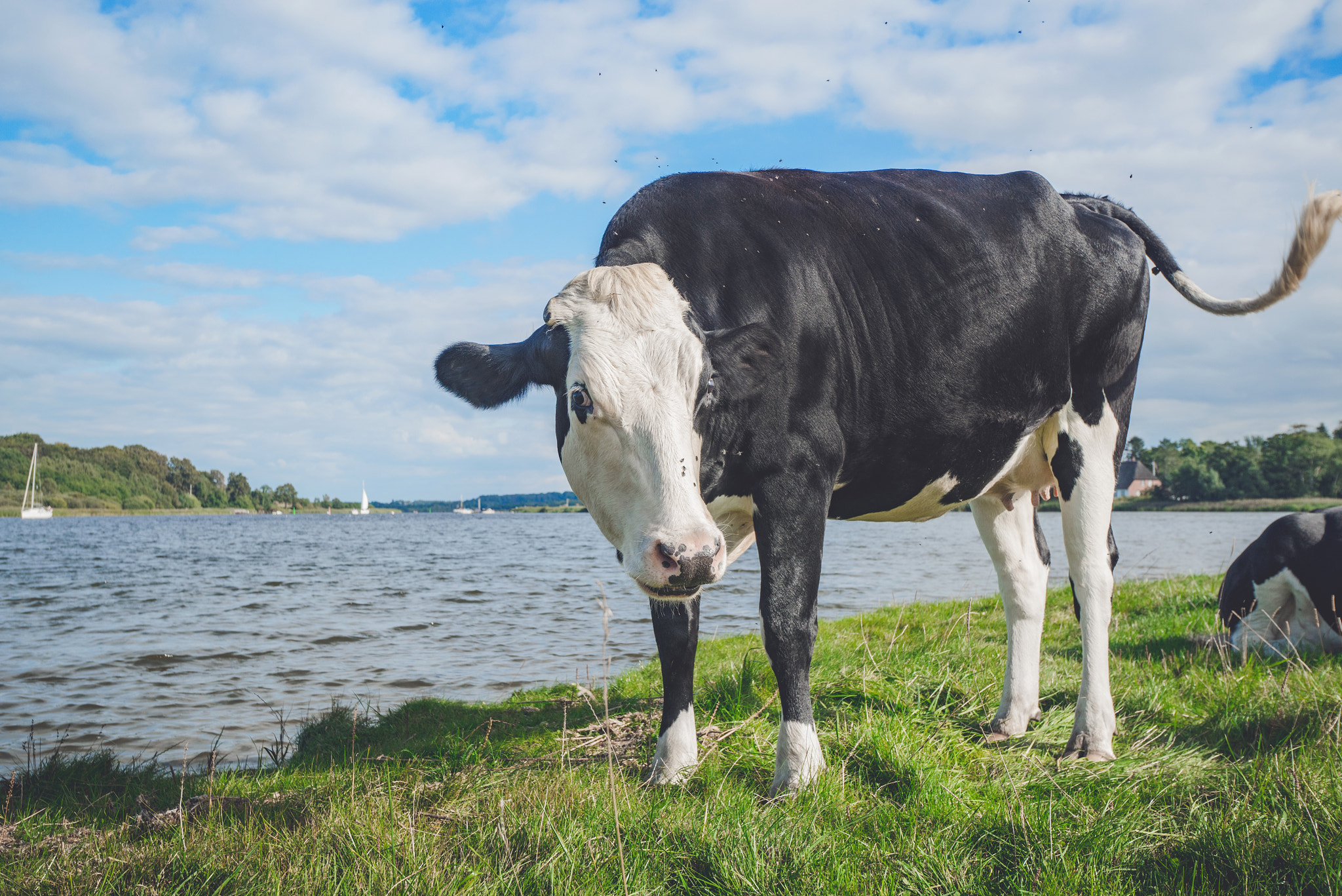 Sony a7R + Sony Vario-Sonnar T* 16-35mm F2.8 ZA SSM sample photo. Black and white cow by a river photography