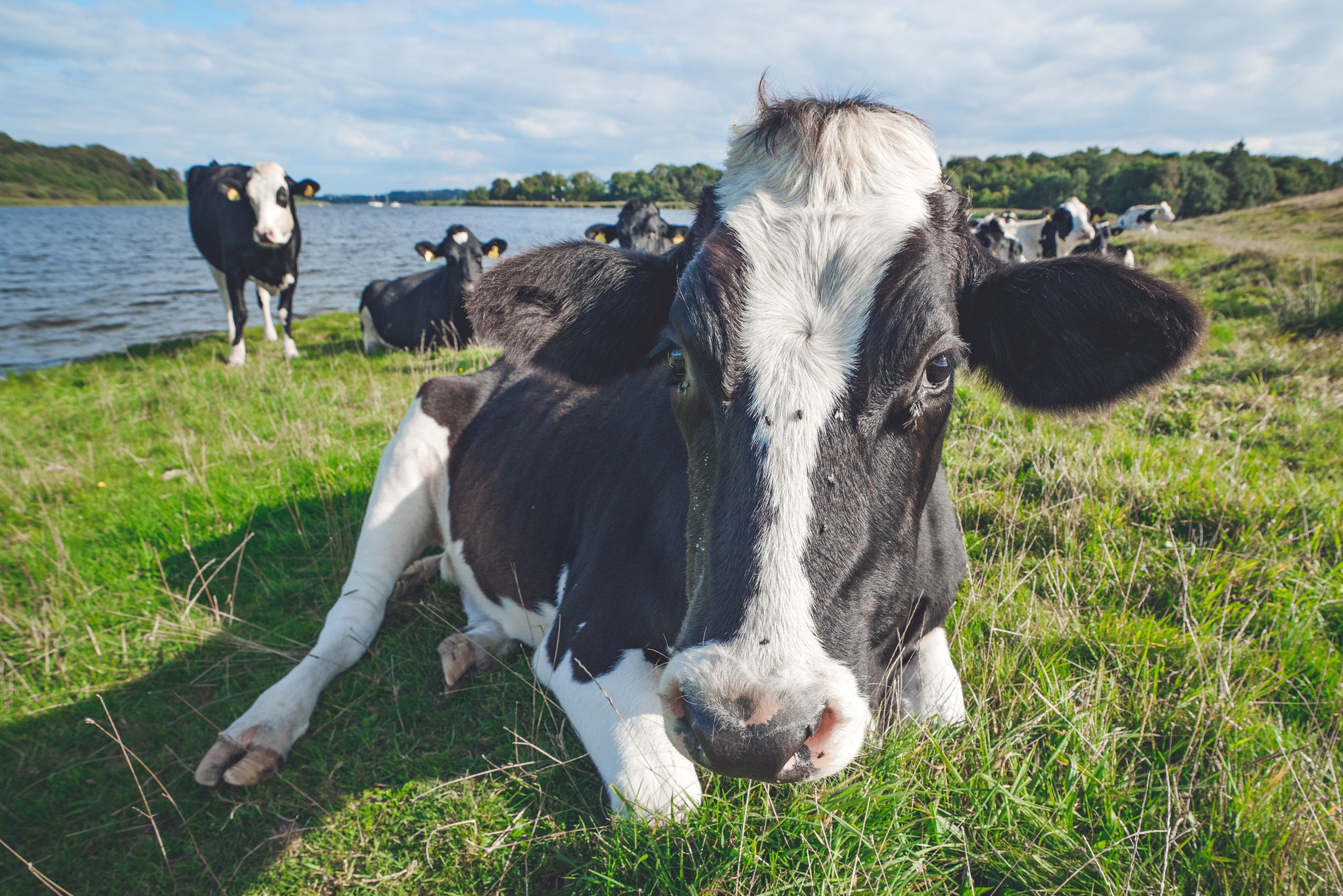 Sony a7R + Sony Vario-Sonnar T* 16-35mm F2.8 ZA SSM sample photo. Cow resting in the grass near a river photography