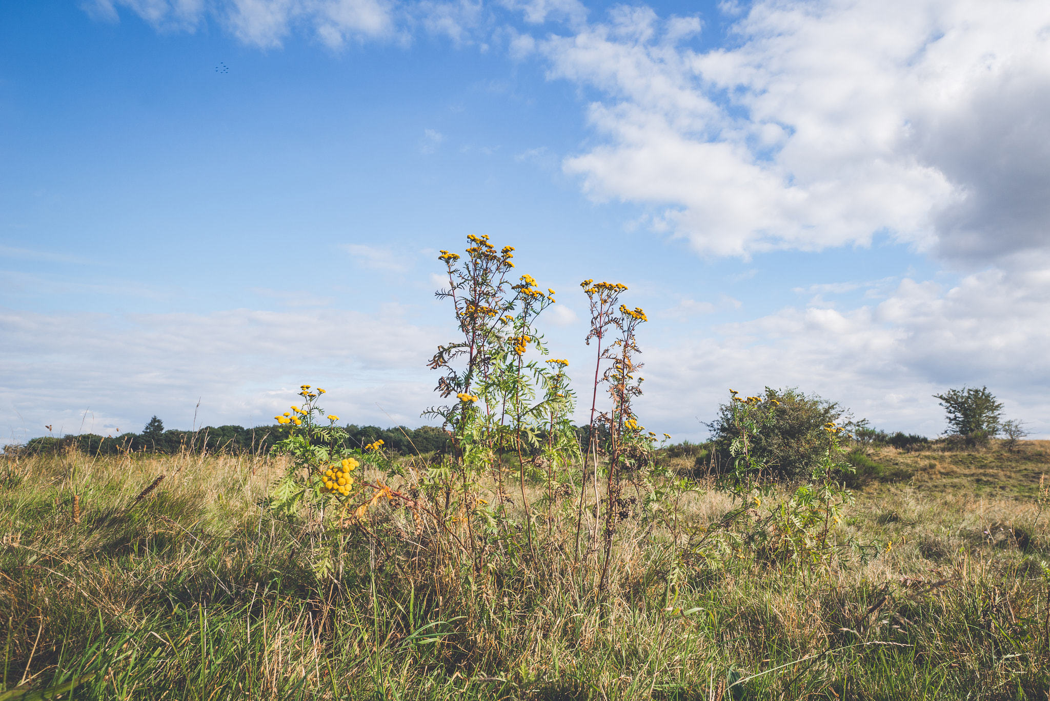 Sony a7R + Sony Vario-Sonnar T* 16-35mm F2.8 ZA SSM sample photo. Yellow wildflowers on a prairie photography