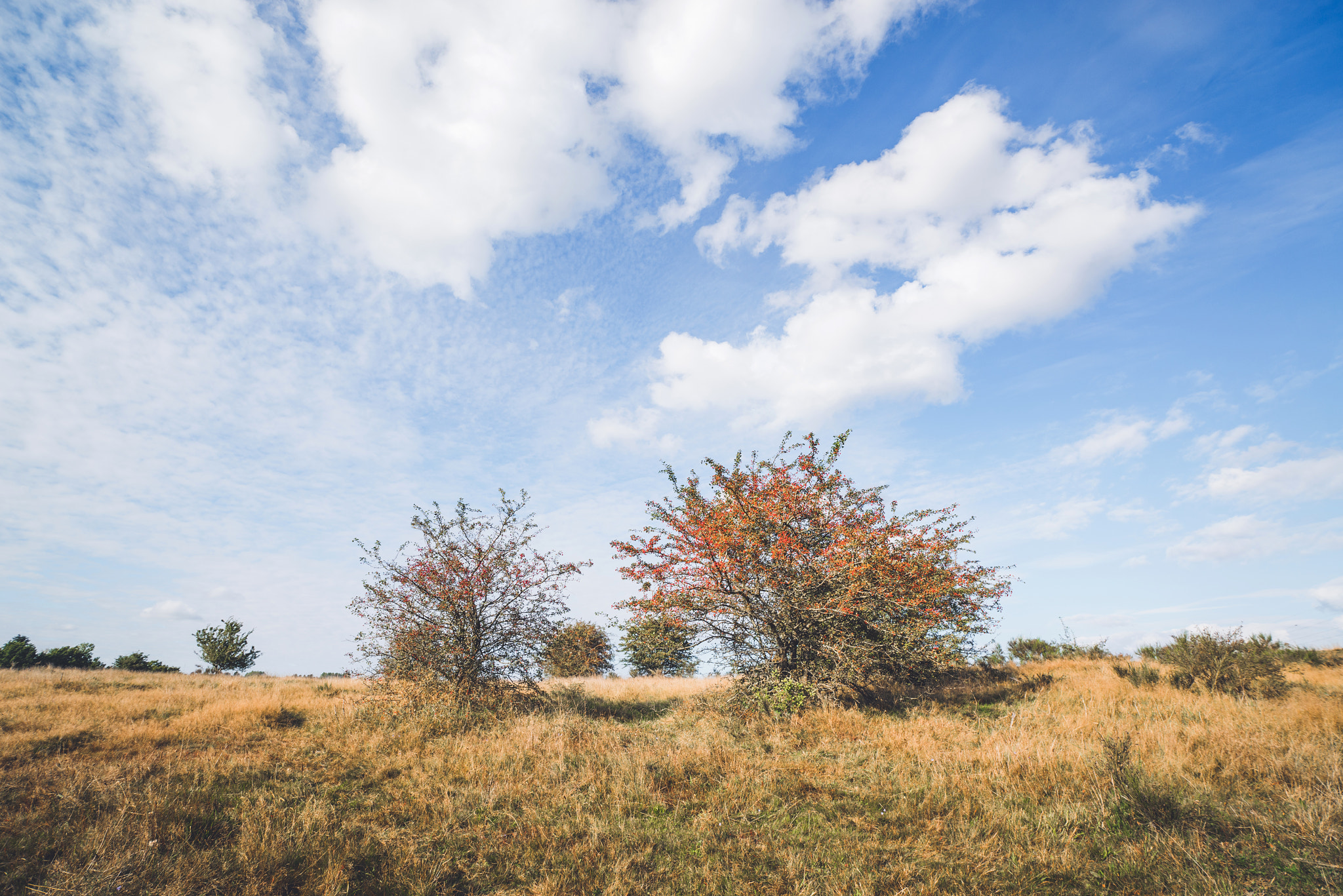 Sony a7R + Sony Vario-Sonnar T* 16-35mm F2.8 ZA SSM sample photo. Red berries on bushes photography