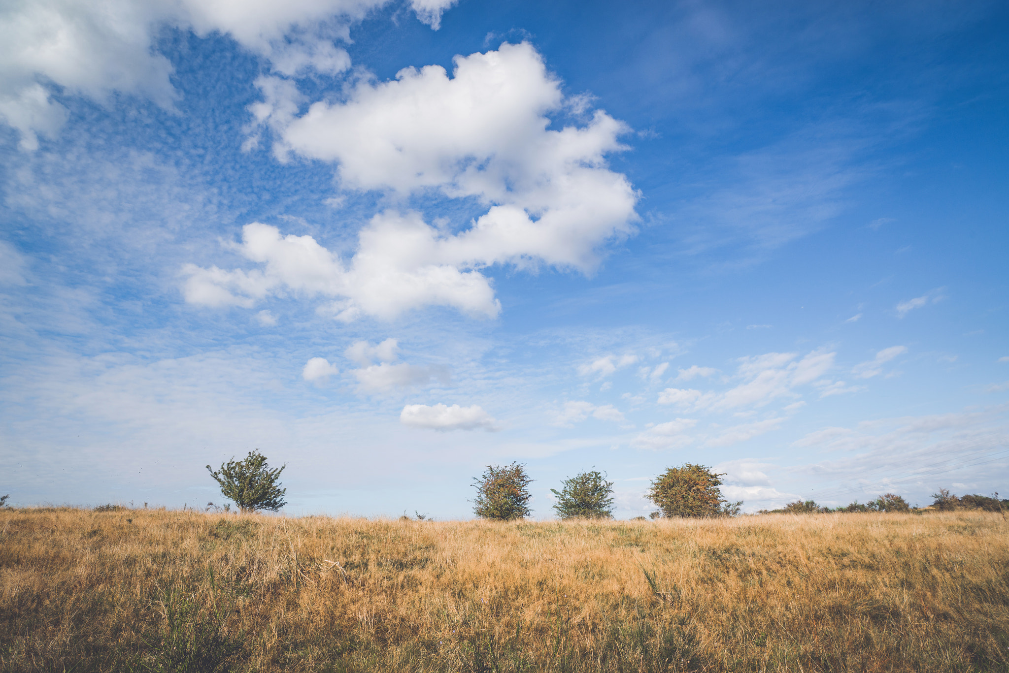 Sony a7R + Sony Vario-Sonnar T* 16-35mm F2.8 ZA SSM sample photo. Bushes with berries on a row photography
