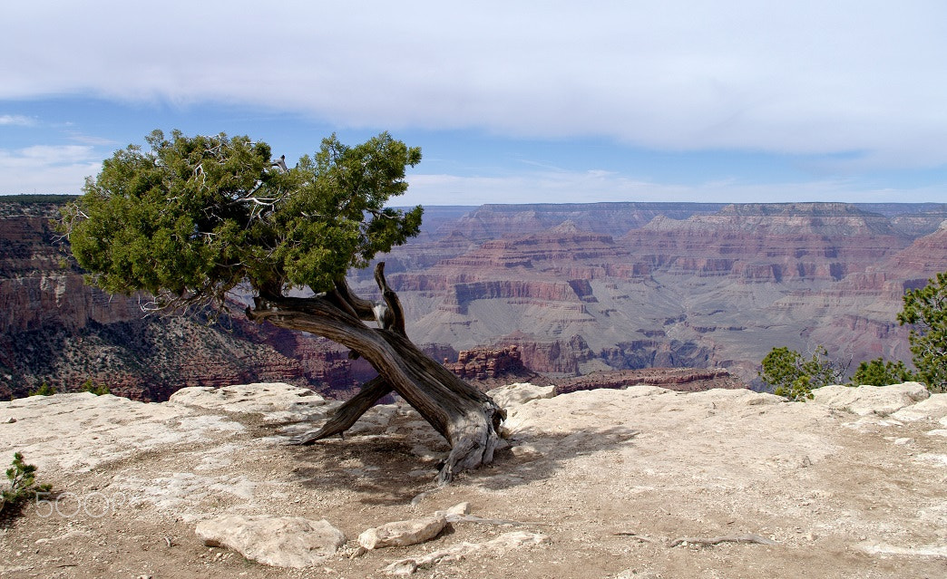 Samsung GX-20 sample photo. Very old tree... photography