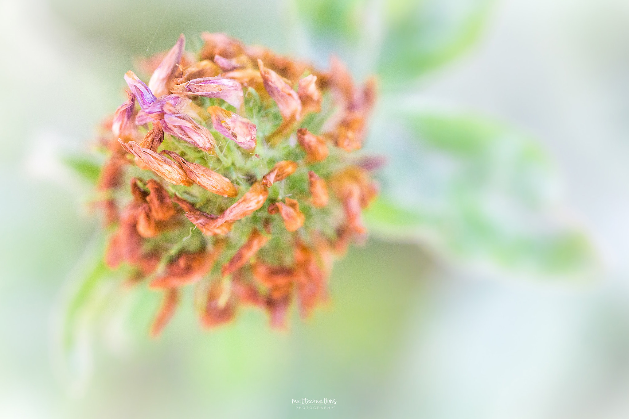 Canon EOS 60D + Canon EF 100mm F2.8L Macro IS USM sample photo. Clover flower photography
