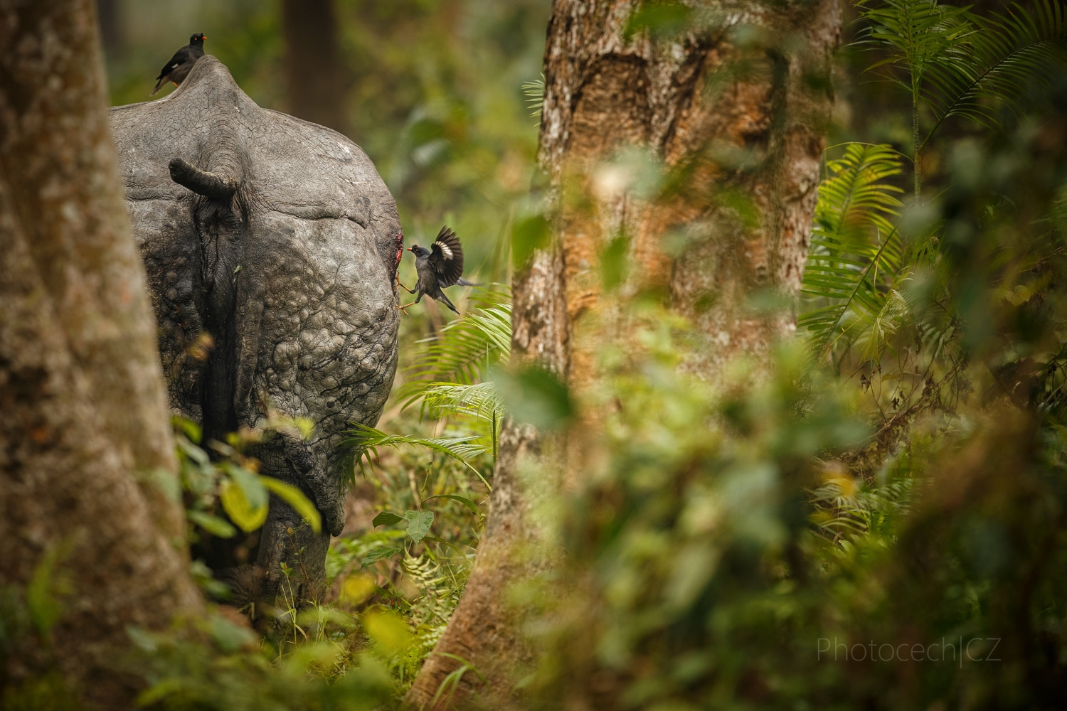 Canon EOS-1D X + Canon EF 300mm F2.8L IS II USM sample photo. The wounded warrior photography