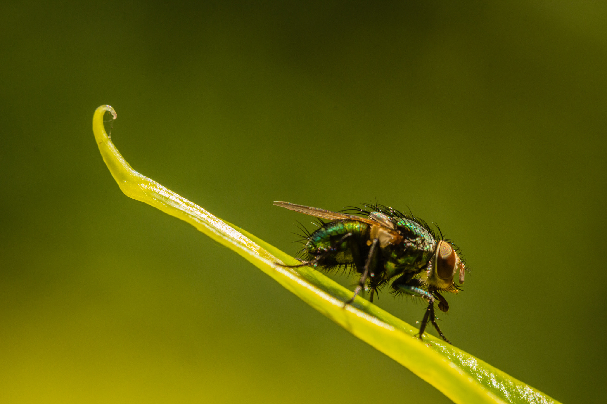 Canon EOS 60D + Canon EF 100mm F2.8L Macro IS USM sample photo. Fly photography