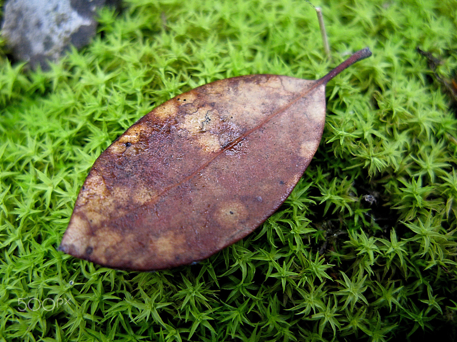 Canon POWERSHOT G7 sample photo. Leaf resting on moss photography