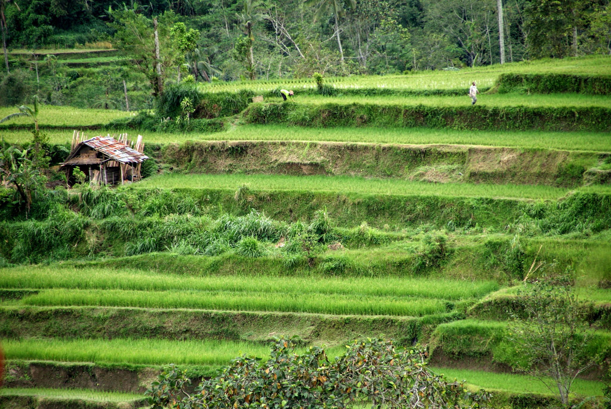 Sony DT 18-250mm F3.5-6.3 sample photo. Hillside paddy photography