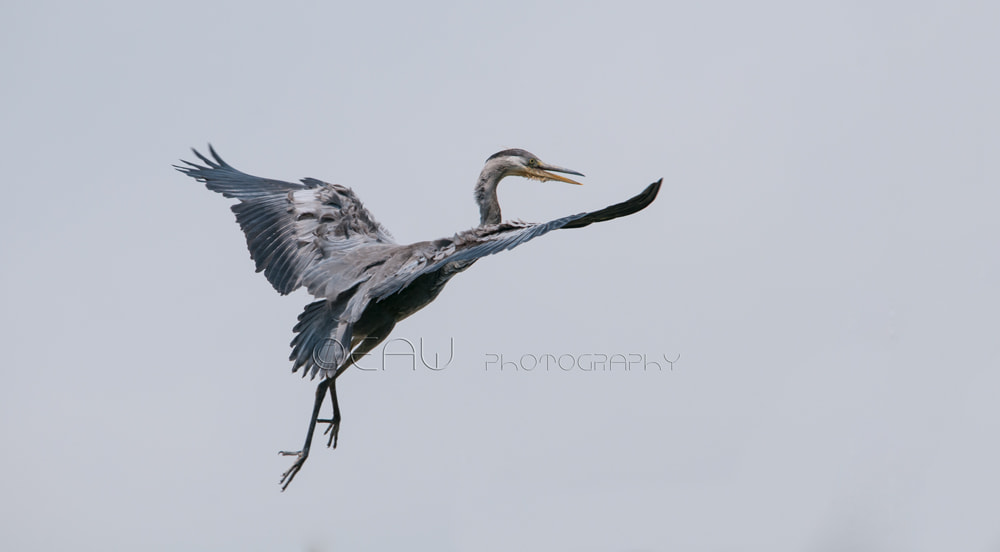 Sigma 150-500mm F5-6.3 DG OS HSM sample photo. Free as a bird photography