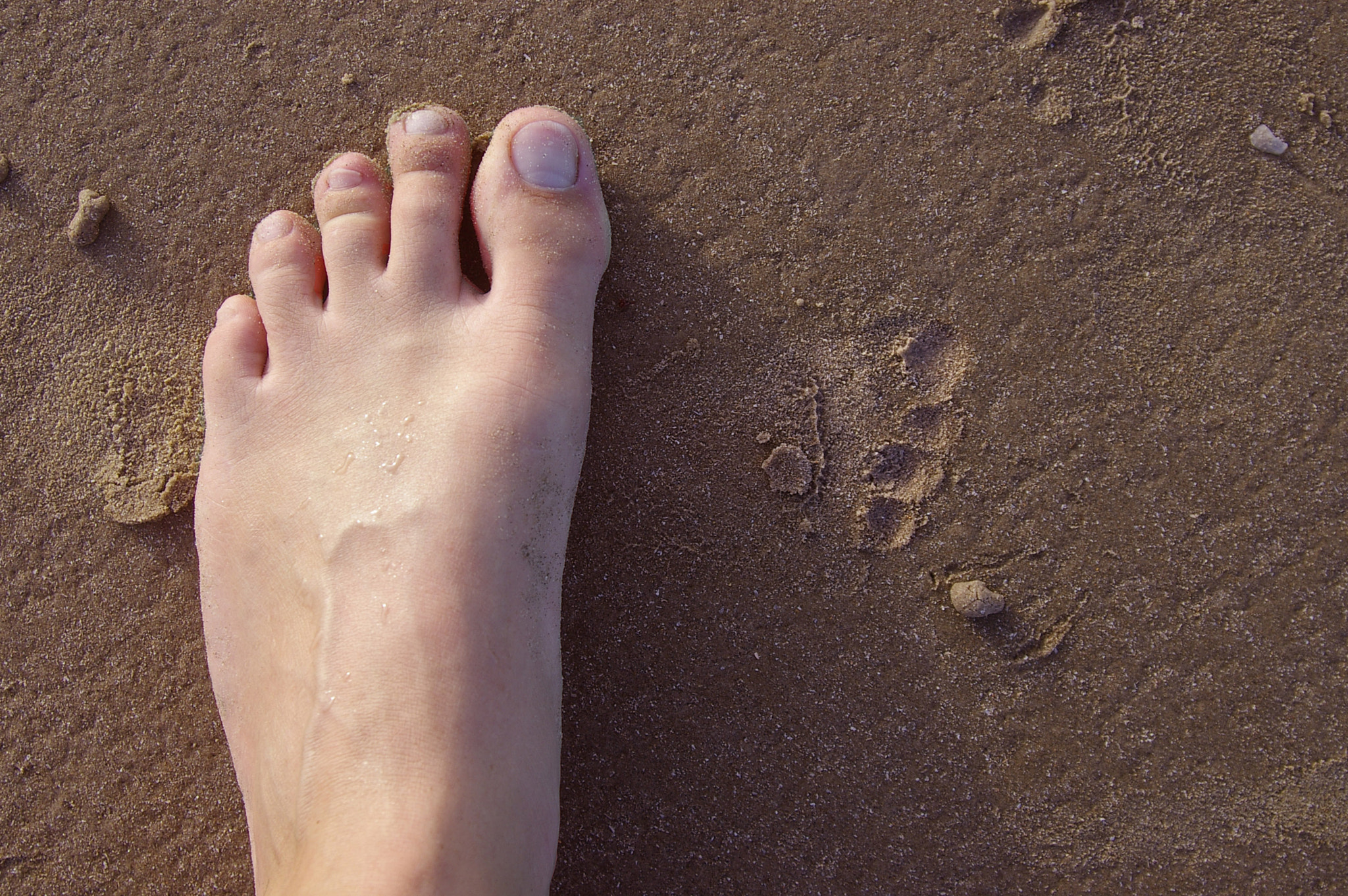 Pentax *ist DL sample photo. Footsteps on beach photography