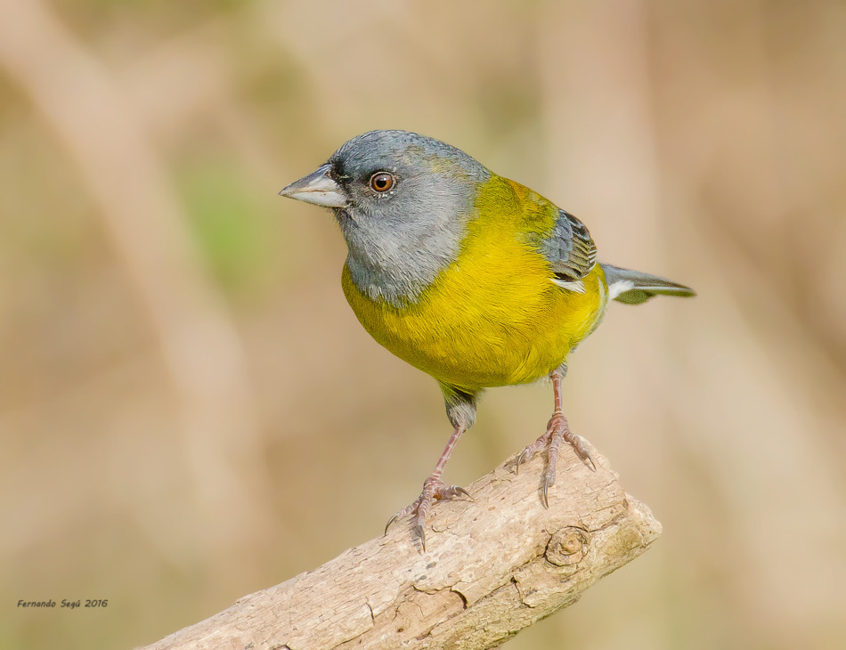 Sigma 50-500mm F4.5-6.3 DG OS HSM sample photo. Patagonian sierra finch photography