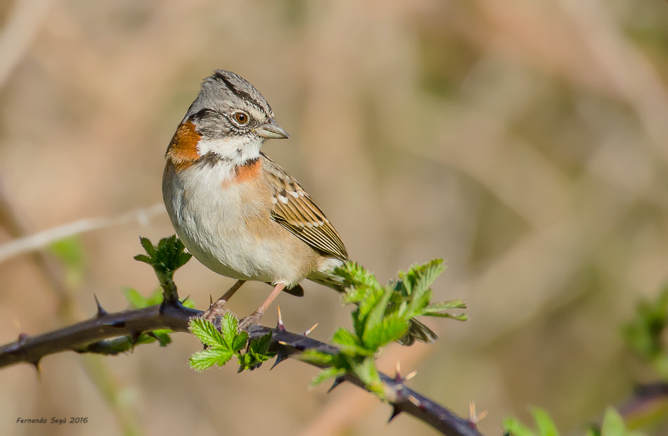 Sigma 50-500mm F4.5-6.3 DG OS HSM sample photo. Rofous collared sparrow photography