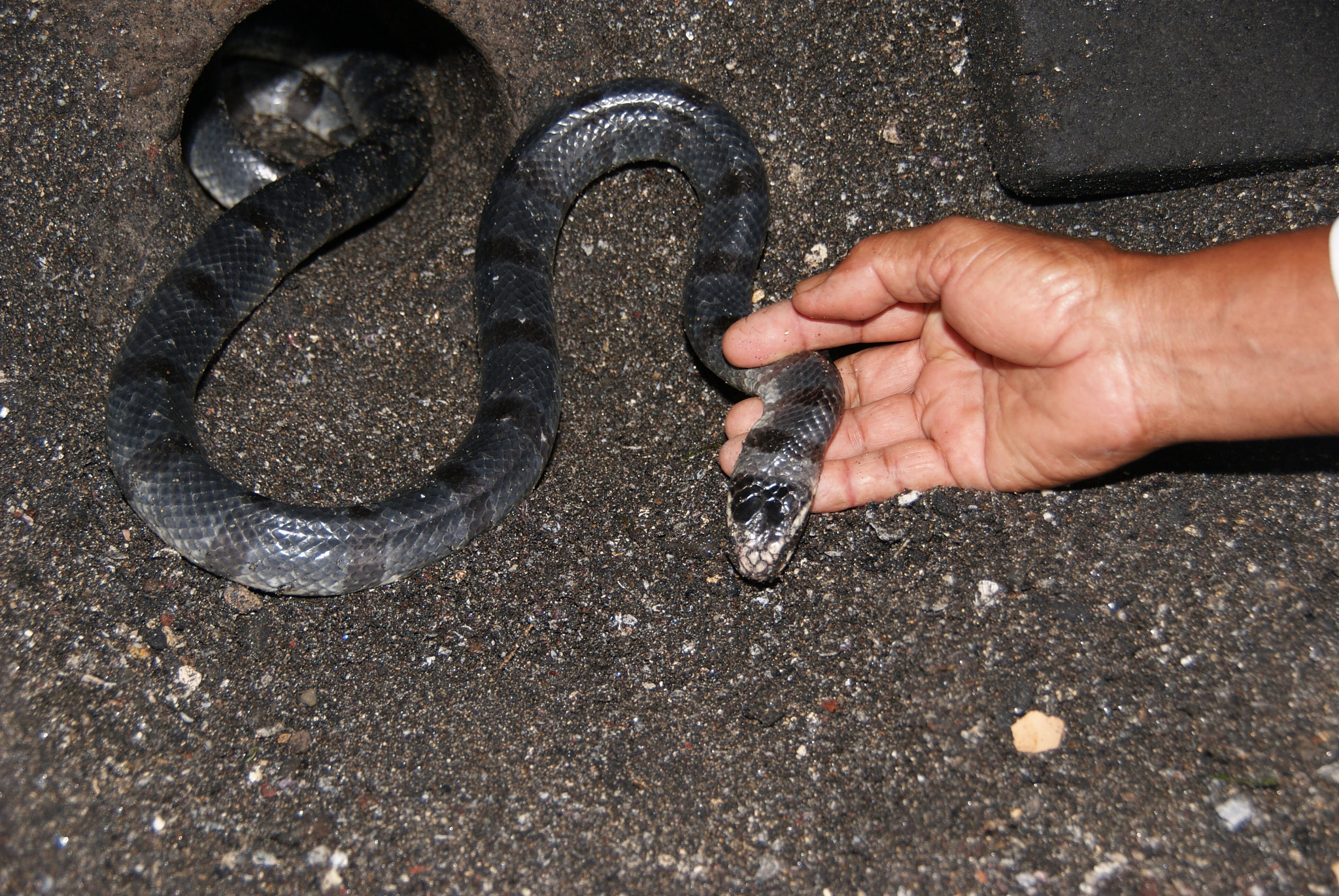Sony DT 18-250mm F3.5-6.3 sample photo. Holy snake at tanah lot, bali, indonesia photography