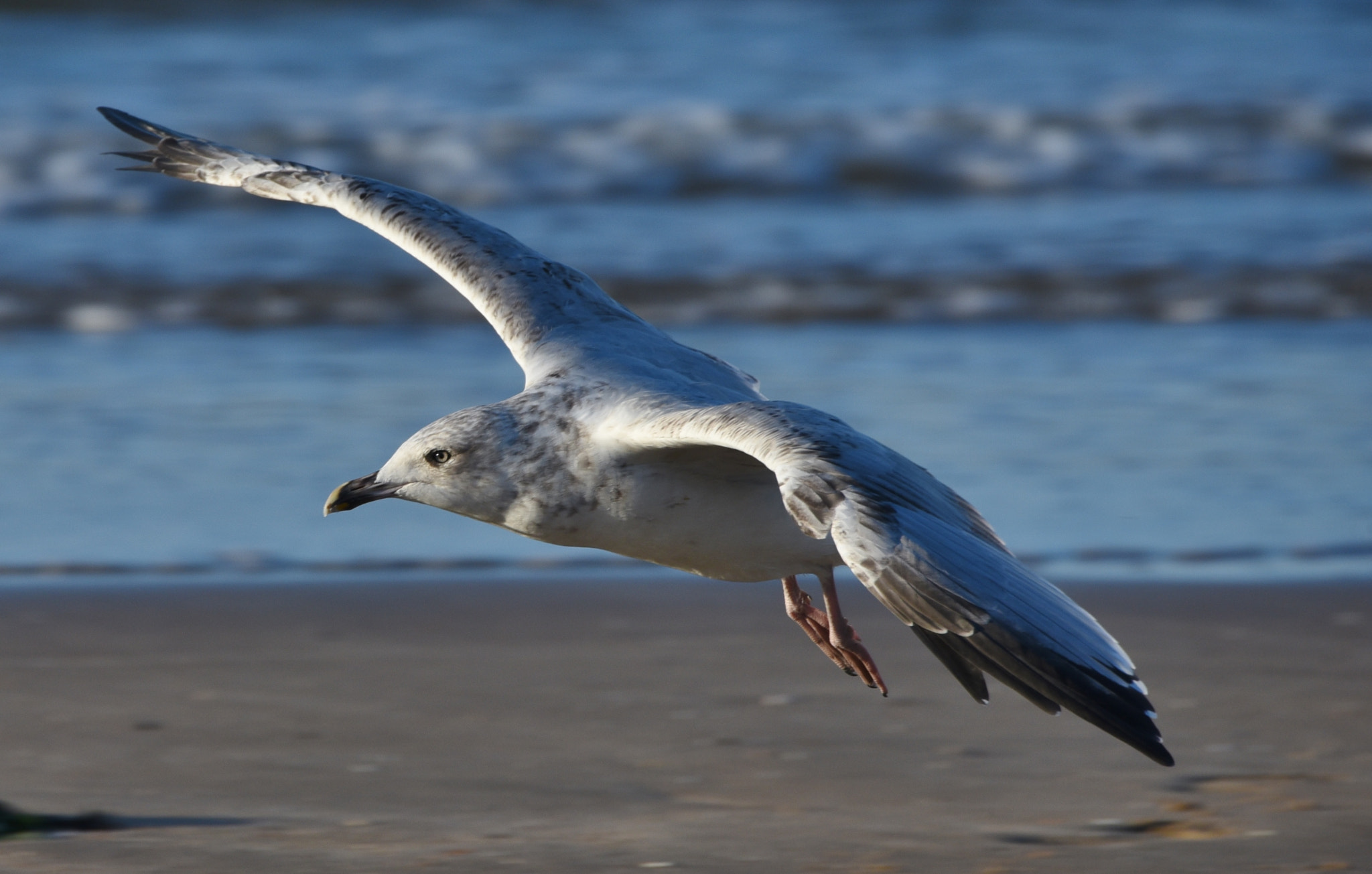 Sigma 50-500mm F4.5-6.3 DG OS HSM sample photo. Margate september 2016 003 photography