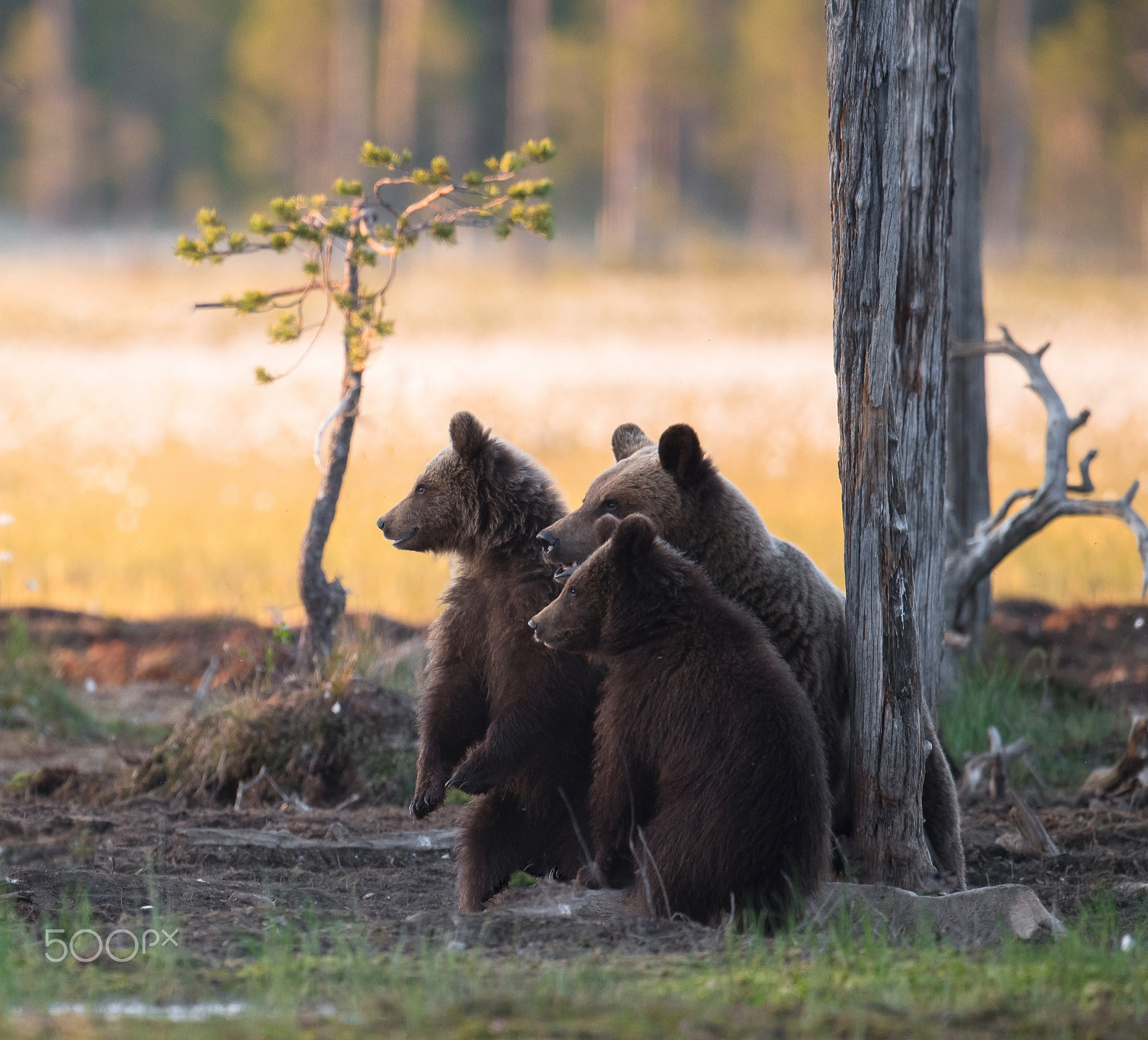 Nikon AF-S Nikkor 500mm F4E FL ED VR sample photo. Protective mama photography