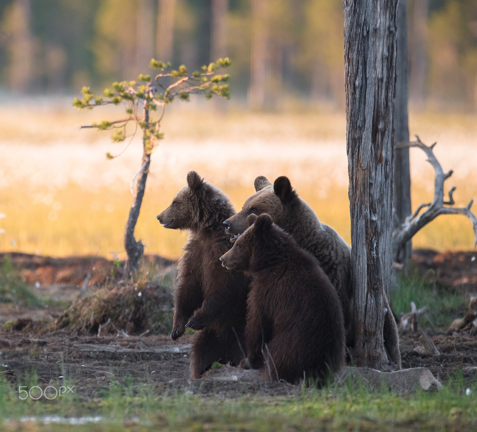 Nikon D5 + Nikon AF-S Nikkor 500mm F4E FL ED VR sample photo. Protective mama photography