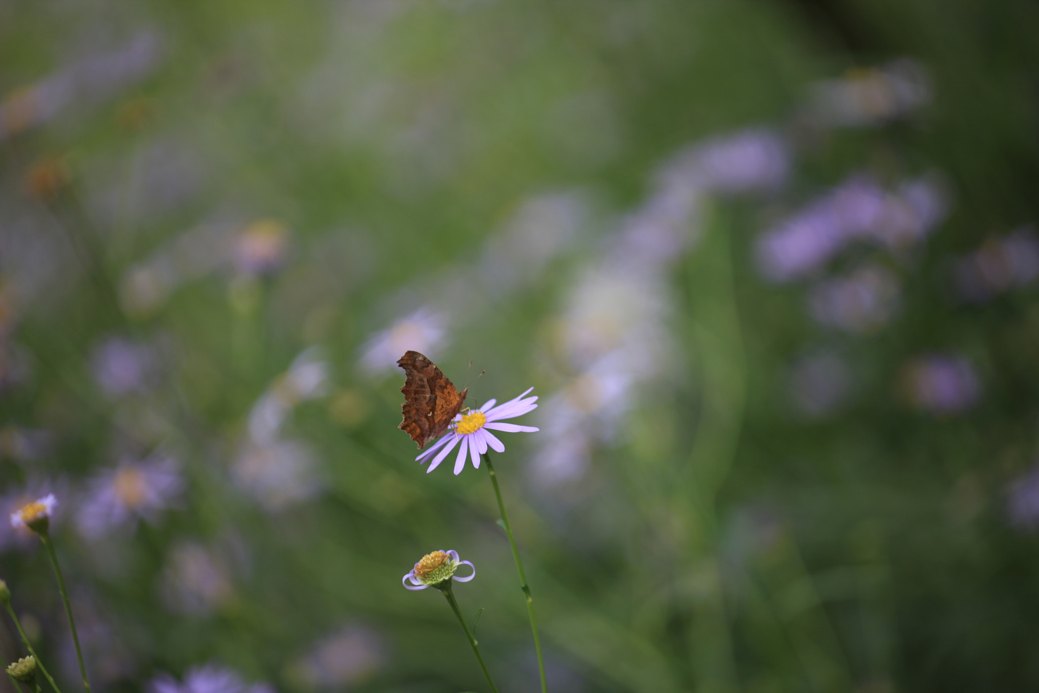 Canon EF 80-200mm f/2.8L sample photo. Landing photography