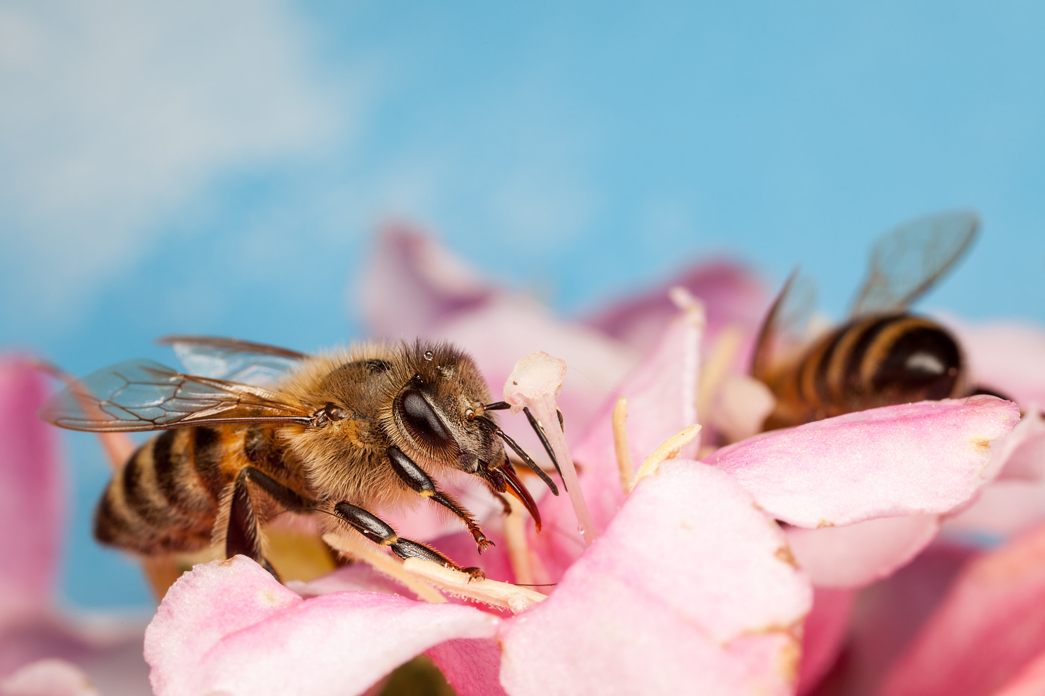 Canon EOS 5D Mark II + Canon MP-E 65mm F2.5 1-5x Macro Photo sample photo. Honey bee photography