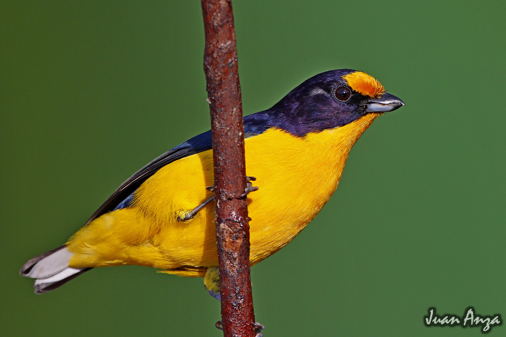 Canon EF 100-400mm F4.5-5.6L IS USM sample photo. Violaceous euphonia - male photography