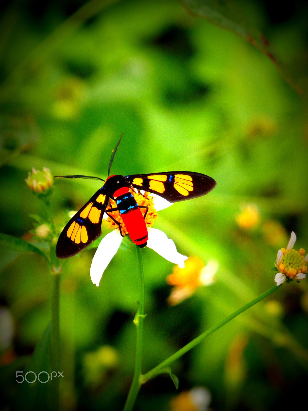 Olympus SZ-16,DZ-105 sample photo. Red, yellow and blue photography
