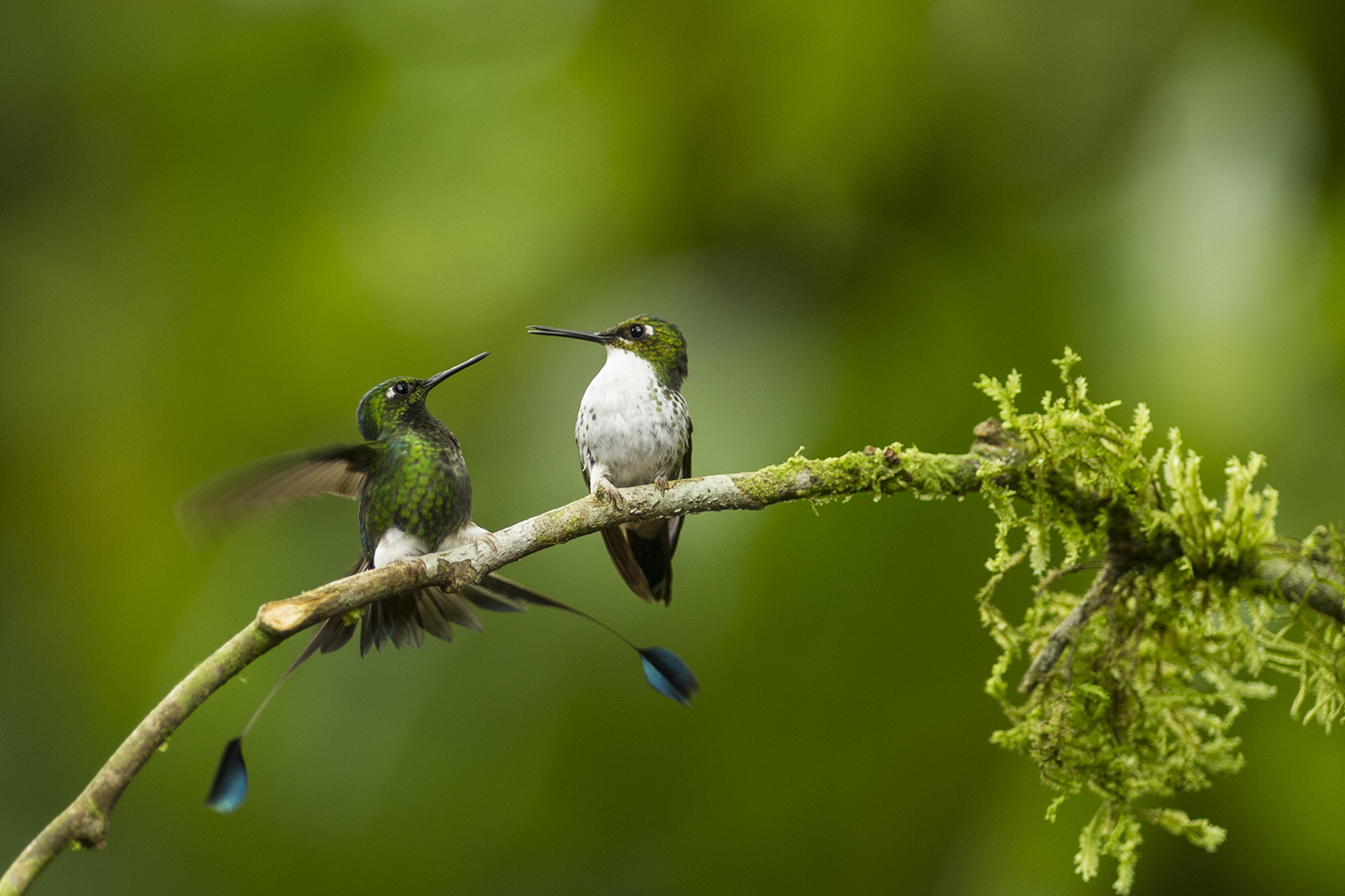 Nikon D3S + Nikon AF-S Nikkor 300mm F2.8G ED-IF VR sample photo. A fine pair photography