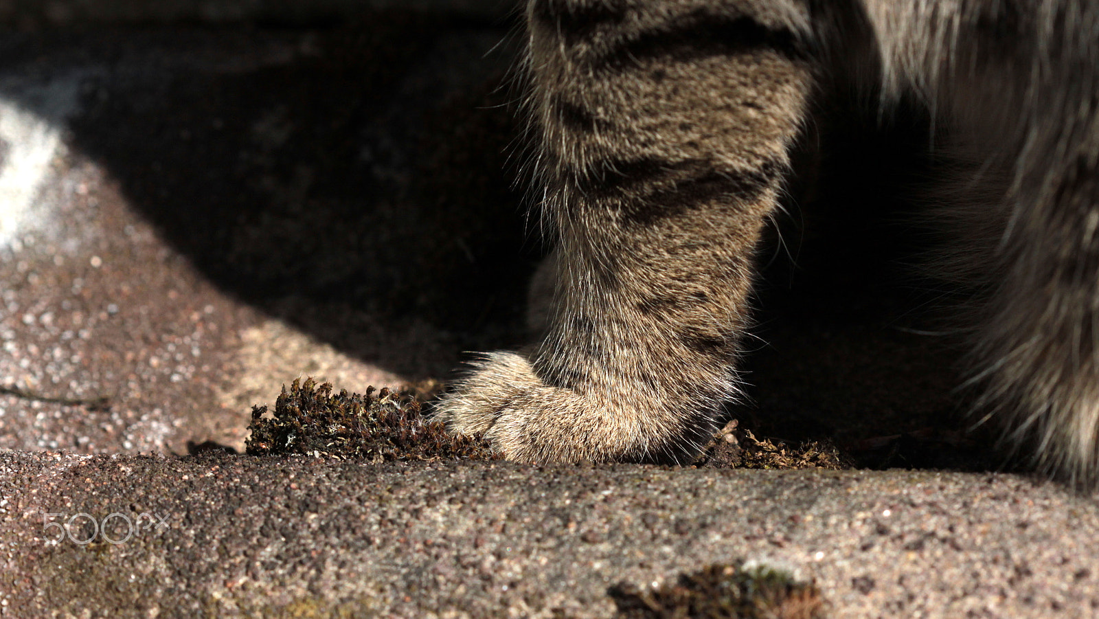 Canon EF 100mm F2.8 Macro USM sample photo. Patte de kiki photography