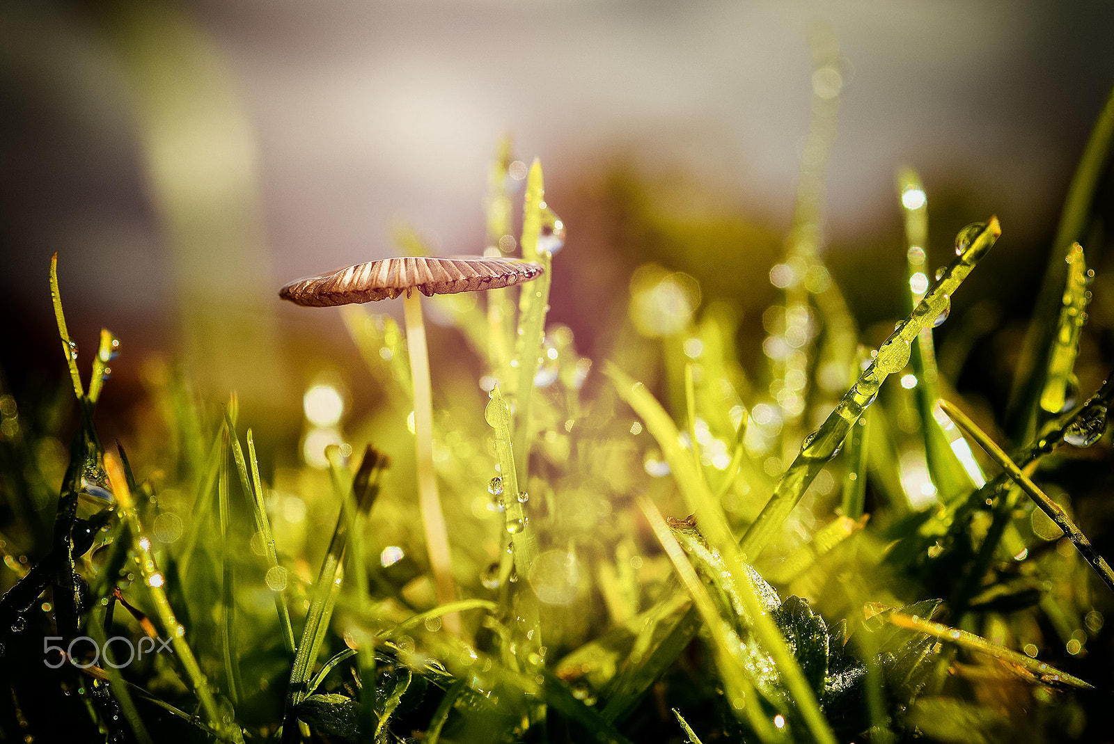 Sony a99 II + Sony DT 30mm F2.8 Macro SAM sample photo. Autumn.... photography