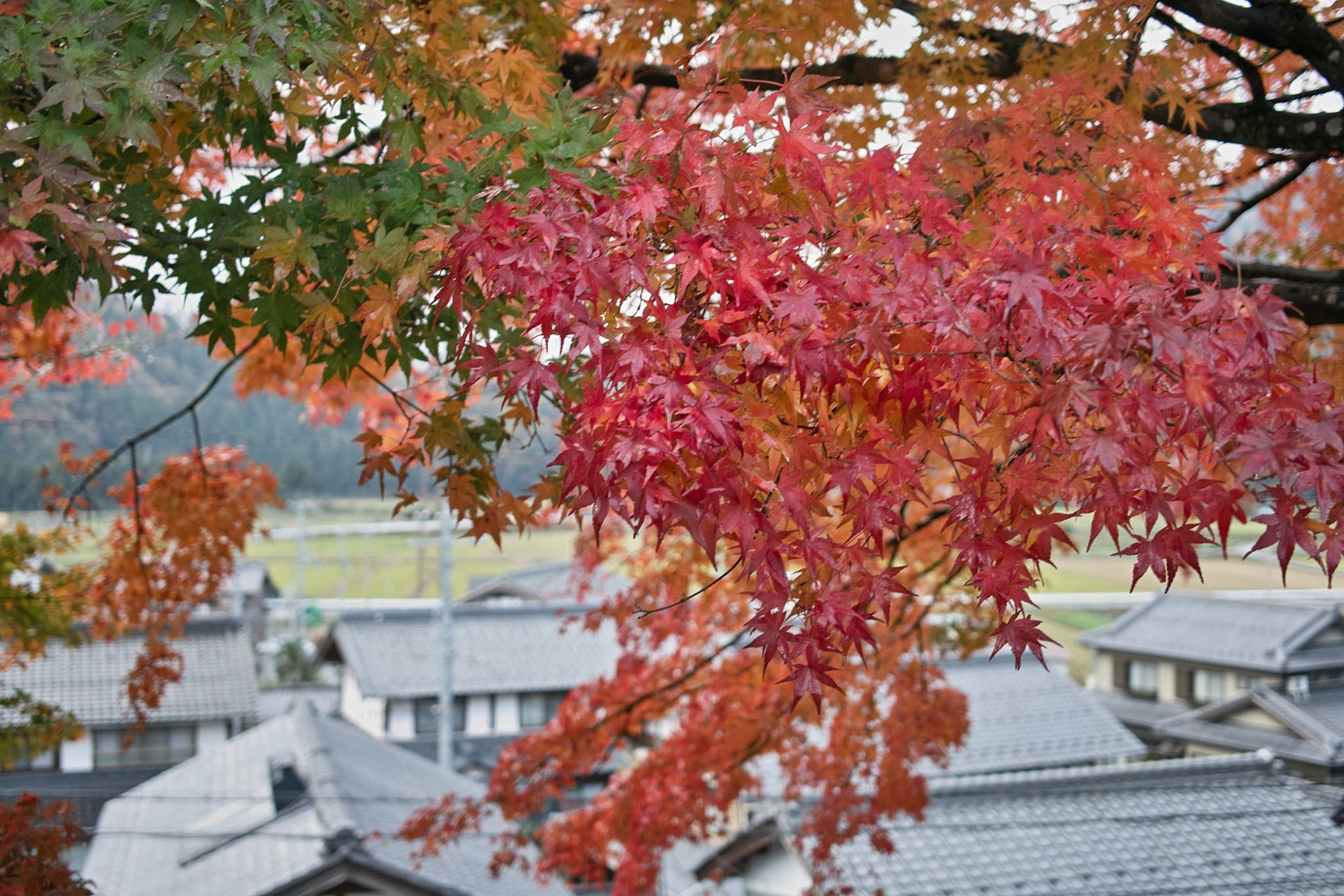 Sigma DP2x sample photo. Autumn leaves photography