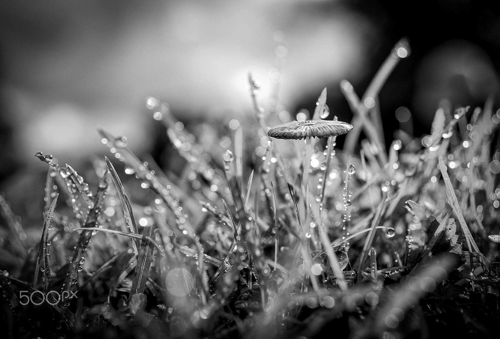 Sony DT 30mm F2.8 Macro SAM sample photo. Autumn.... photography