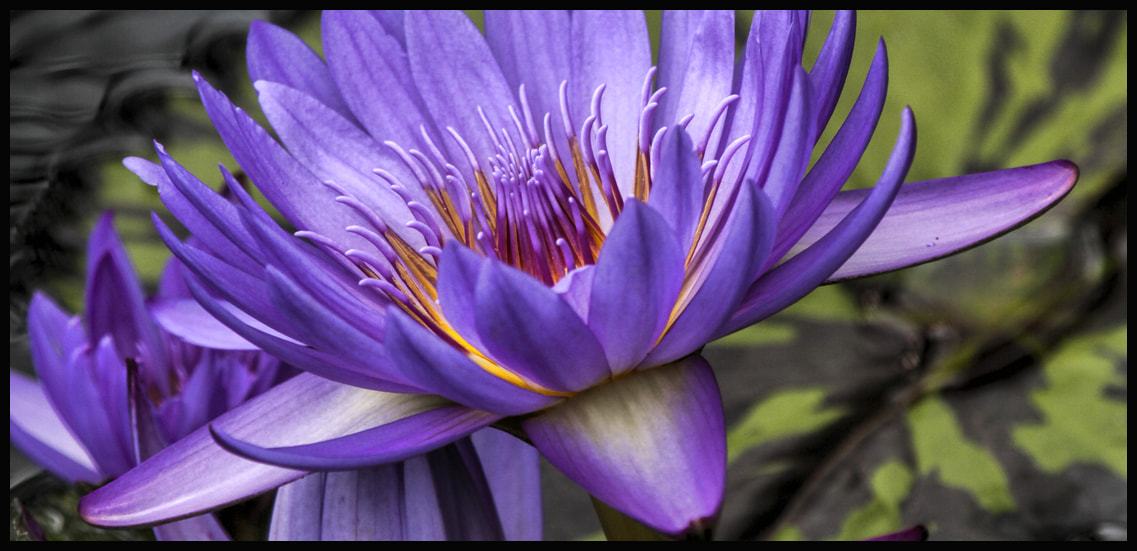 Canon EF 100-400mm F4.5-5.6L IS USM sample photo. All you gotta do is act naturally photography