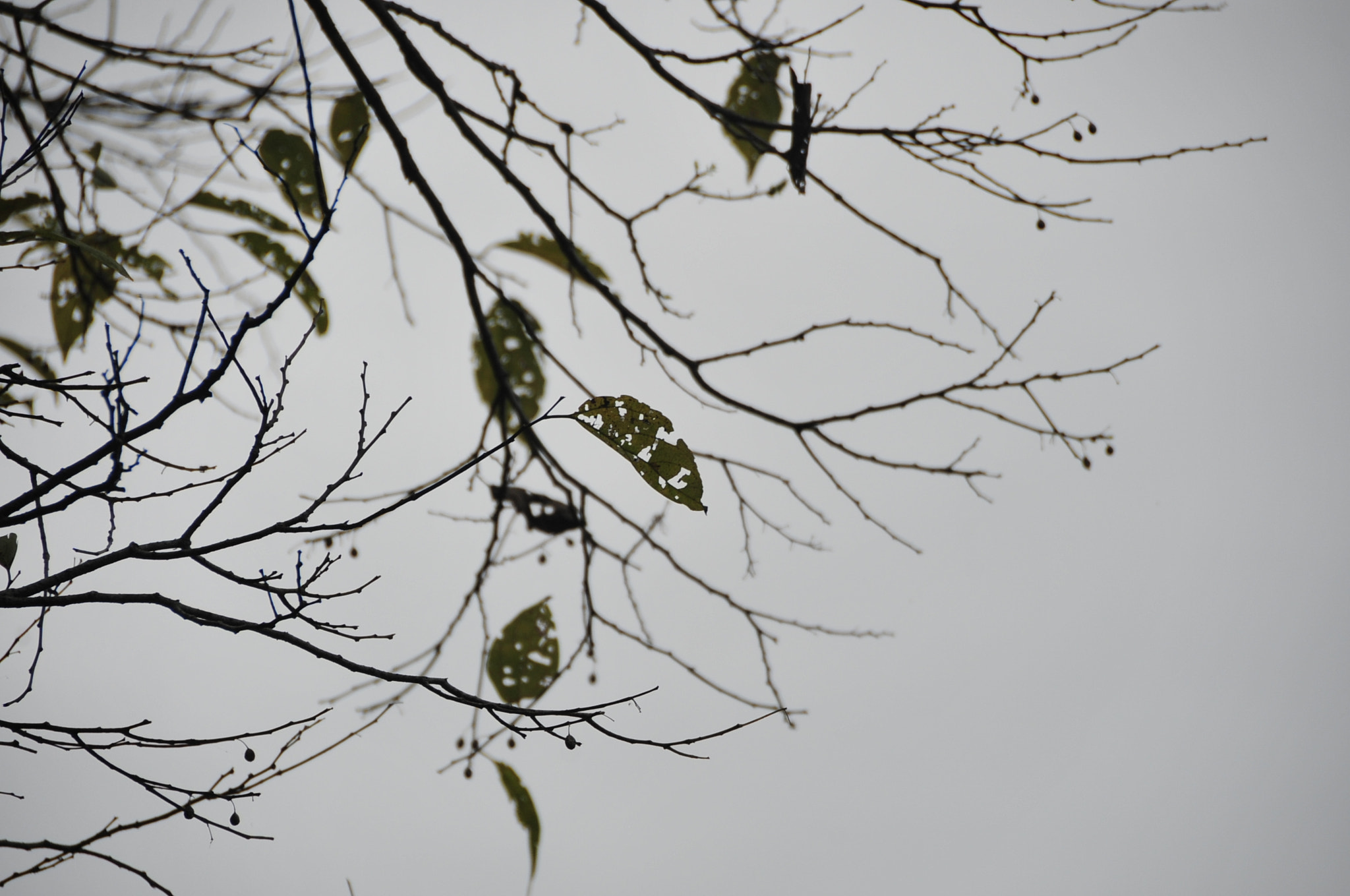 Nikon D3 sample photo. .. photography