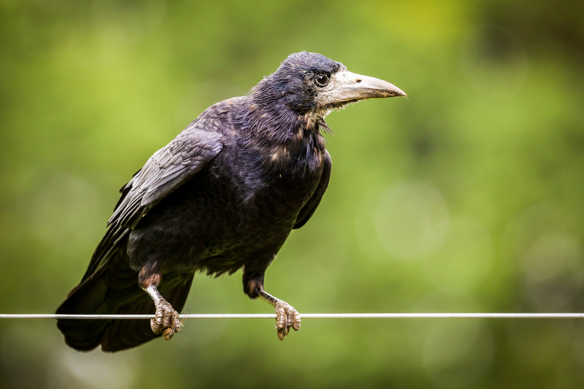 Canon EF 100-400mm F4.5-5.6L IS USM sample photo. Rook on a wire photography