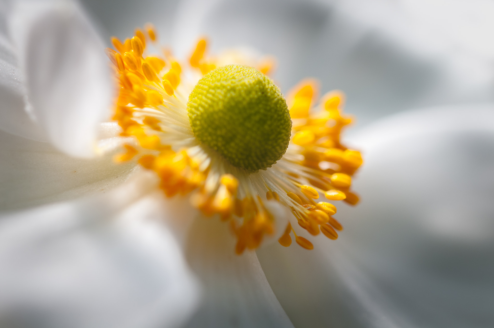 Sigma 105mm F2.8 EX DG OS HSM sample photo. Anemone 2 photography