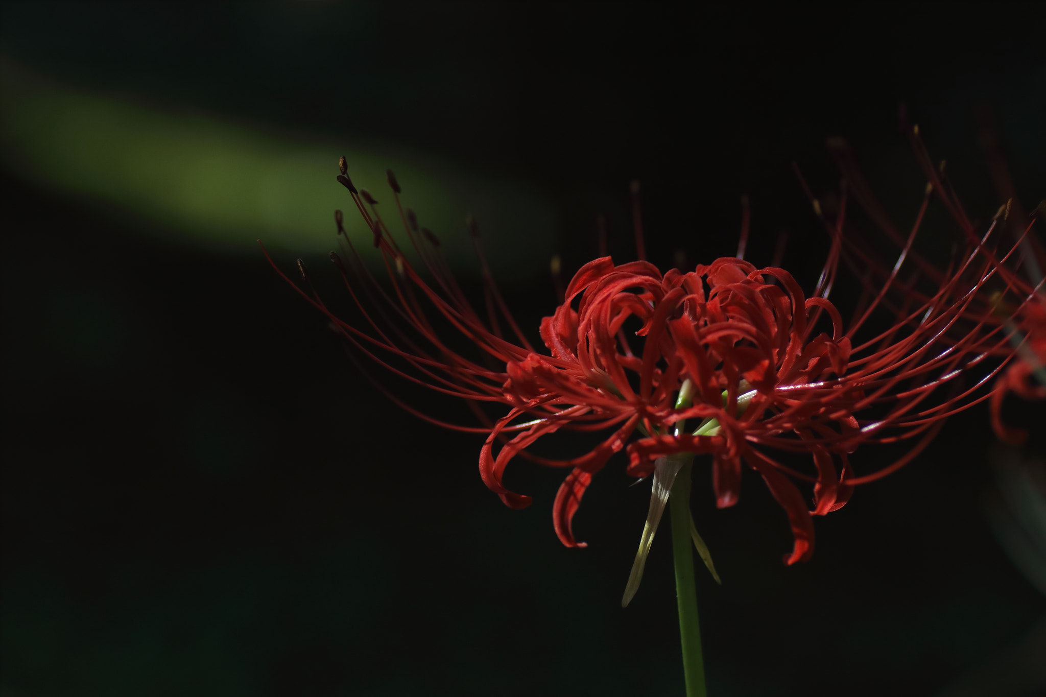 Canon EOS 7D Mark II + Tamron SP AF 90mm F2.8 Di Macro sample photo. ...彼岸花。 photography