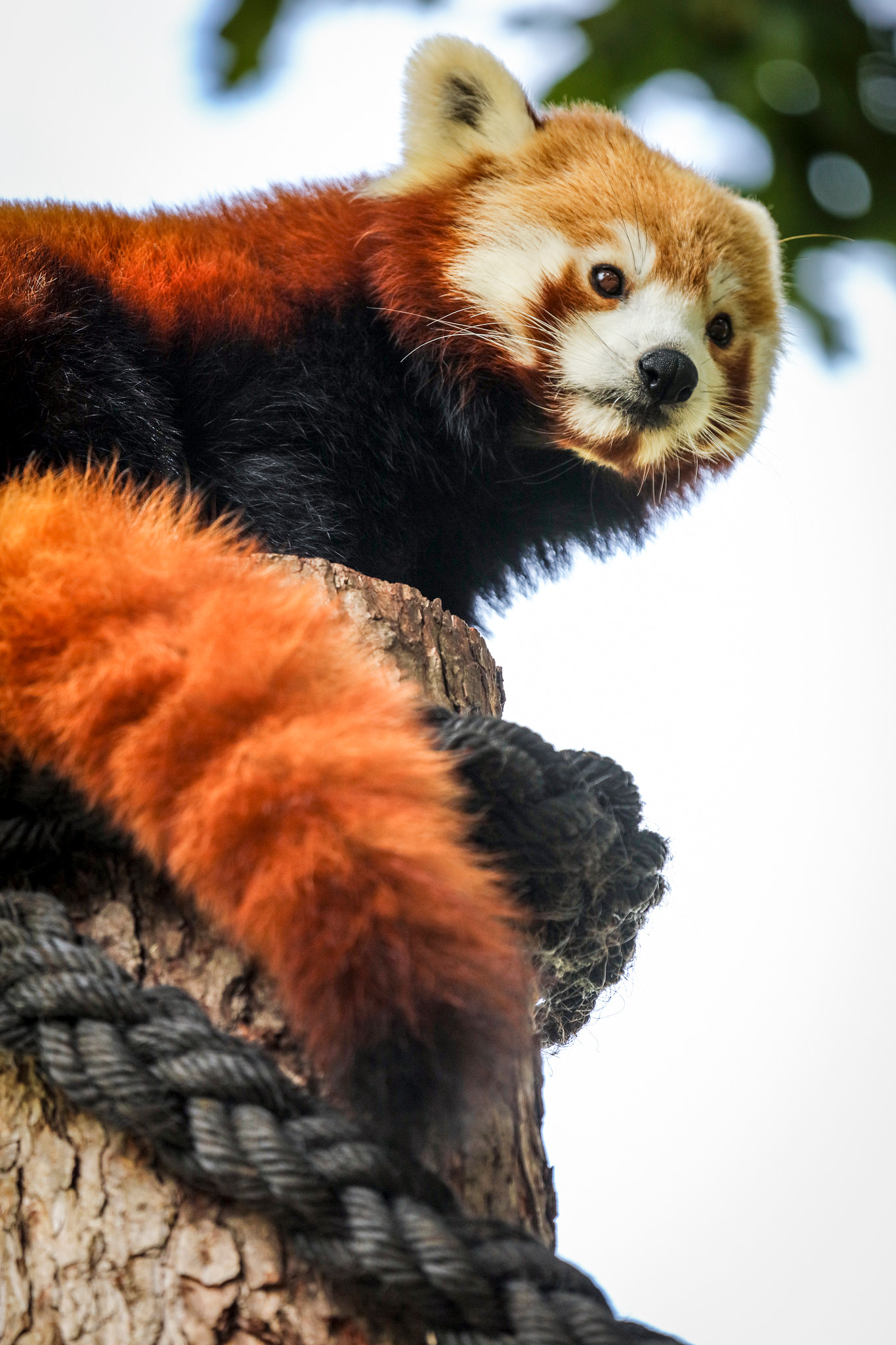 Canon EF 100-400mm F4.5-5.6L IS USM sample photo. Red panda photography