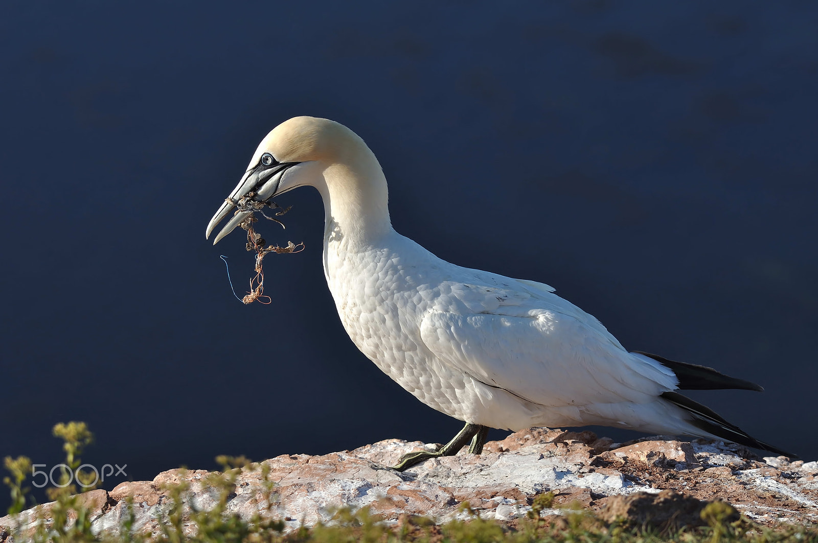 Sigma 150-500mm F5-6.3 DG OS HSM sample photo. Northern gannet photography